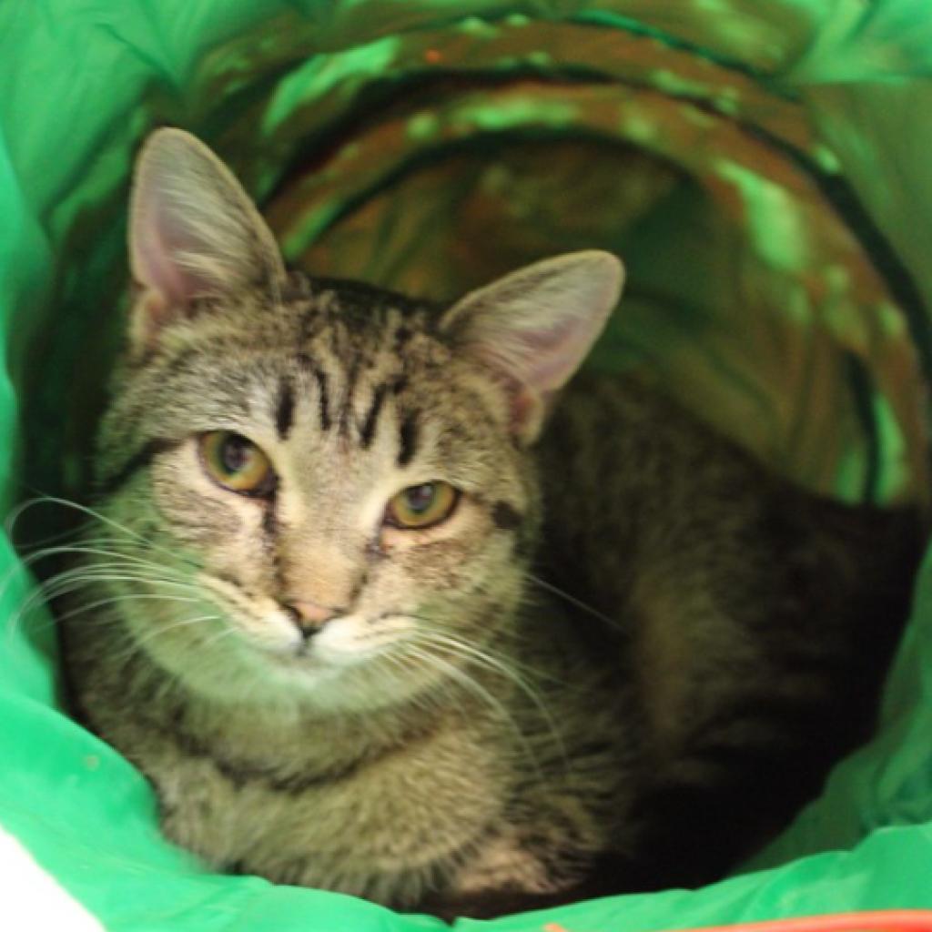 Puddin, Adoptable, Adult Female Domestic Short Hair.