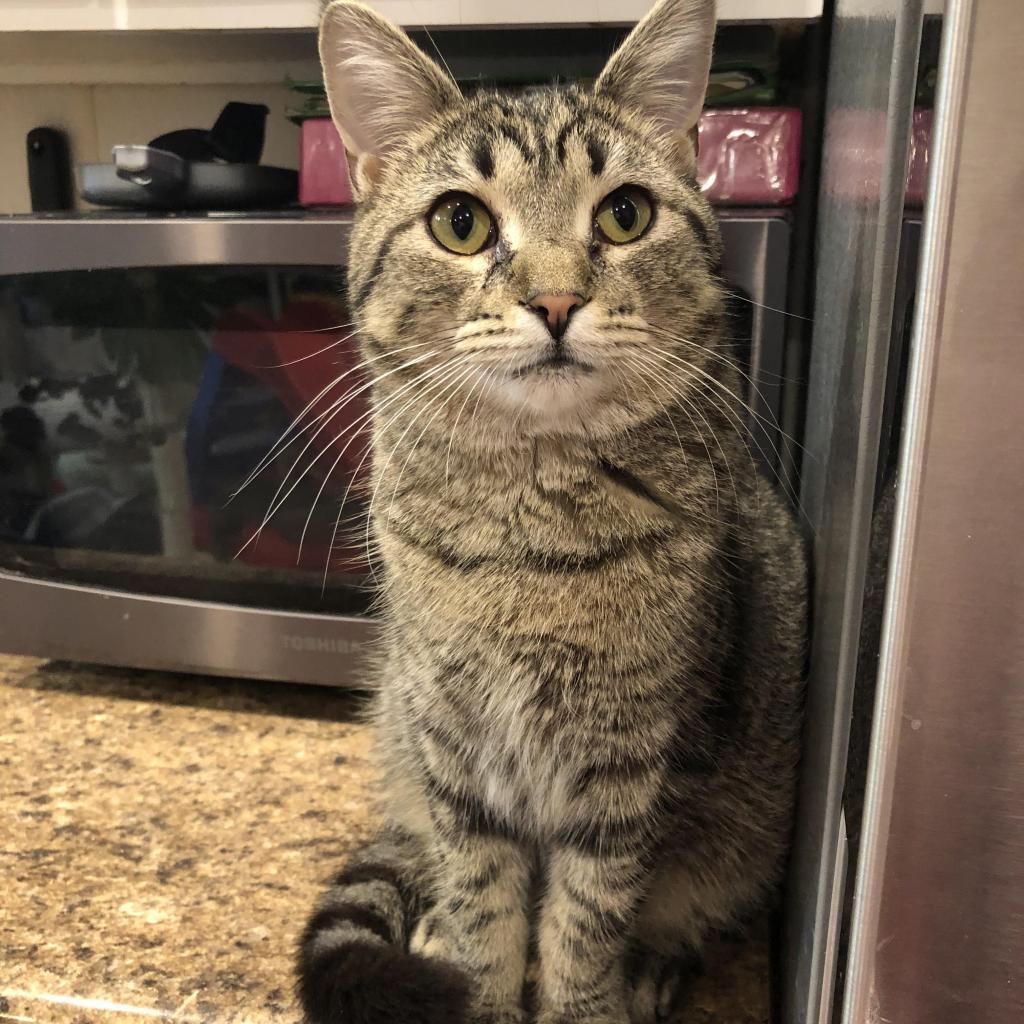 Enlarge Puddin, a Adoptable Domestic Short Hair in Defiance, OH image 2/6