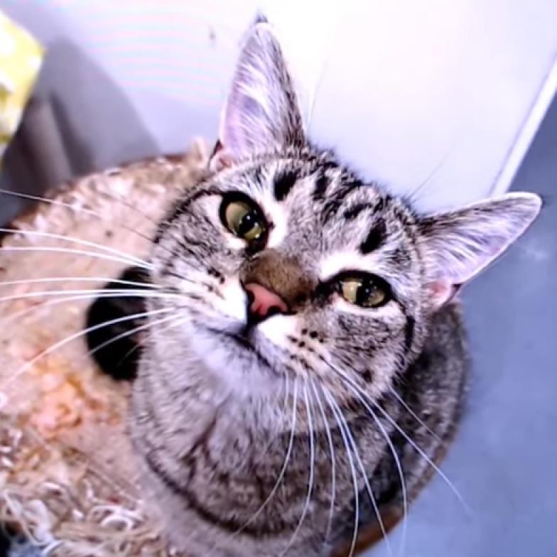 Enlarge Puddin, a Adoptable Domestic Short Hair in Defiance, OH image 3/6