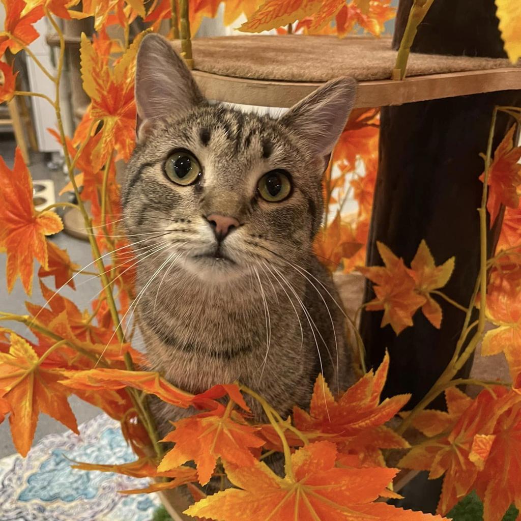 Enlarge Puddin, a Adoptable Domestic Short Hair in Defiance, OH image 4/6