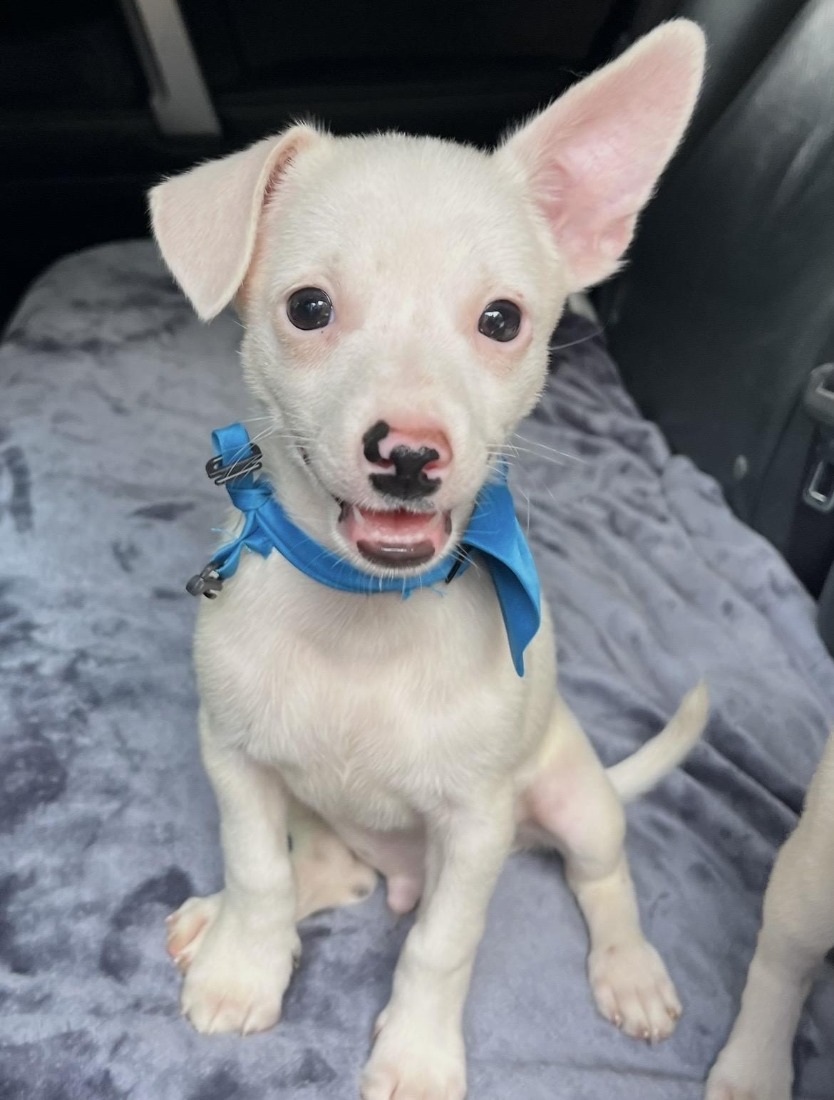 Enlarge Nugget, a Adoptable mixed breed in Barnwell , SC image 2/6