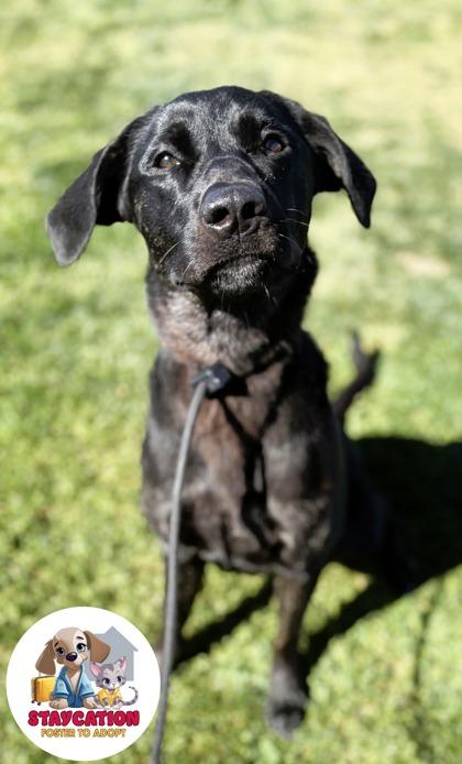 Ebony, Adoptable, Adult Female Labrador Retriever & Mixed Breed.