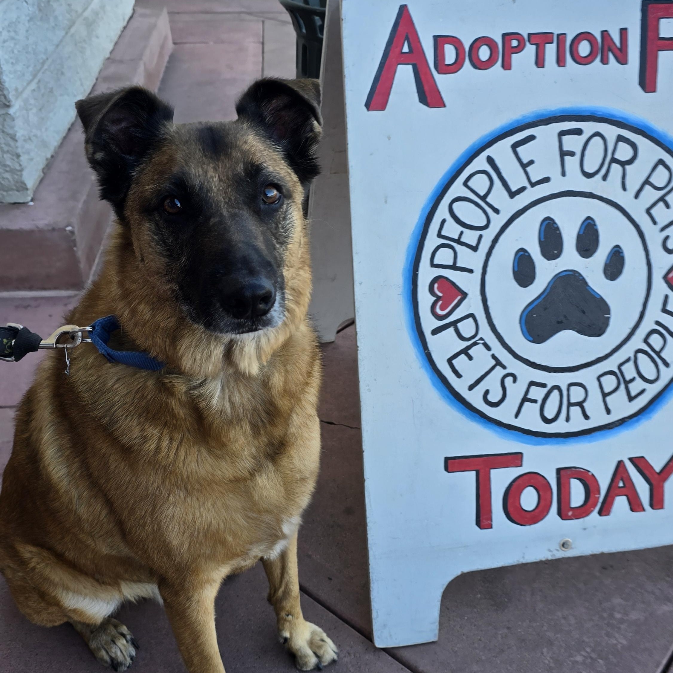 Enlarge Scooby Doo, a Adoptable mixed breed in Tracy, CA image 2/3