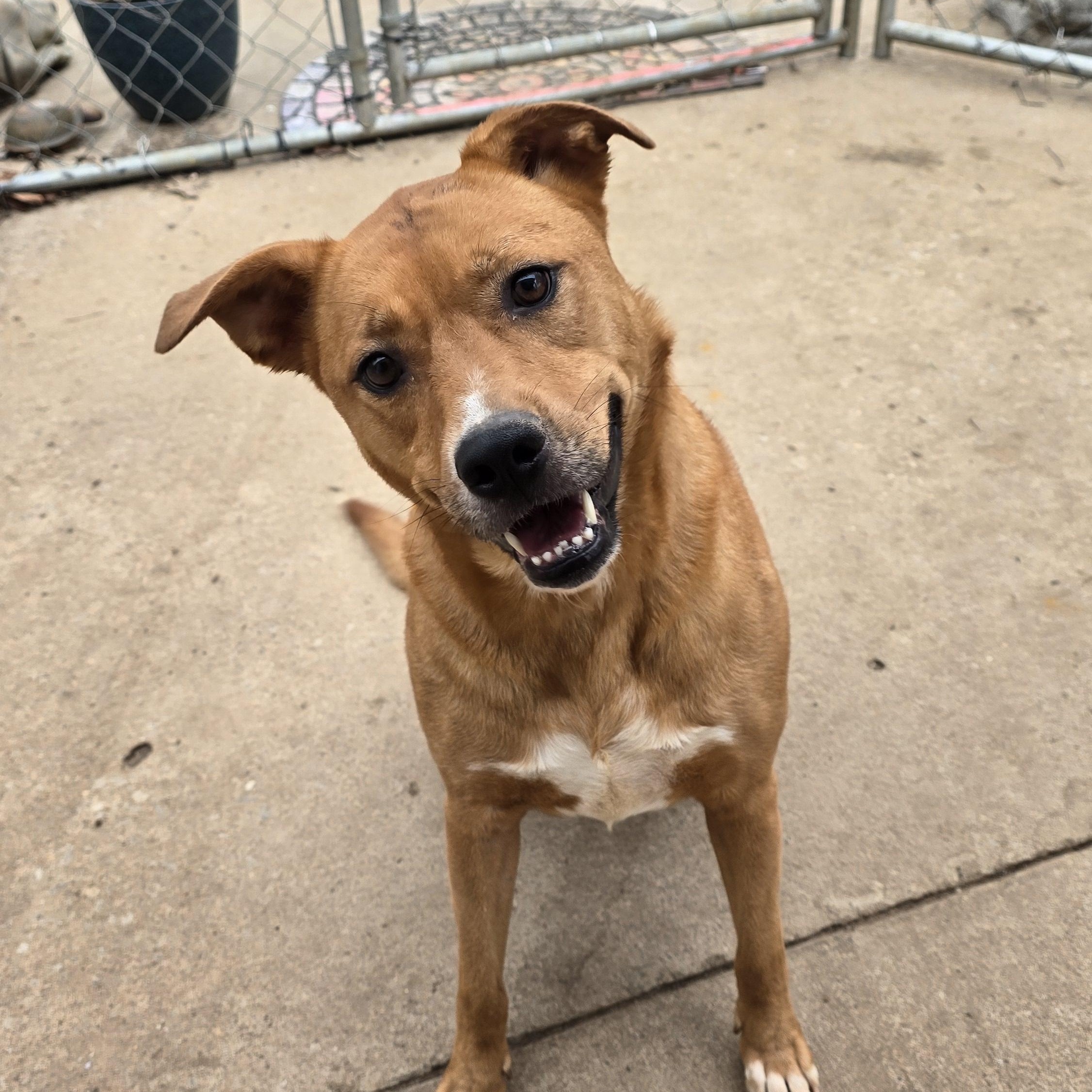 BELLA, a Adoptable mixed breed in Athens, AL image 6/6
