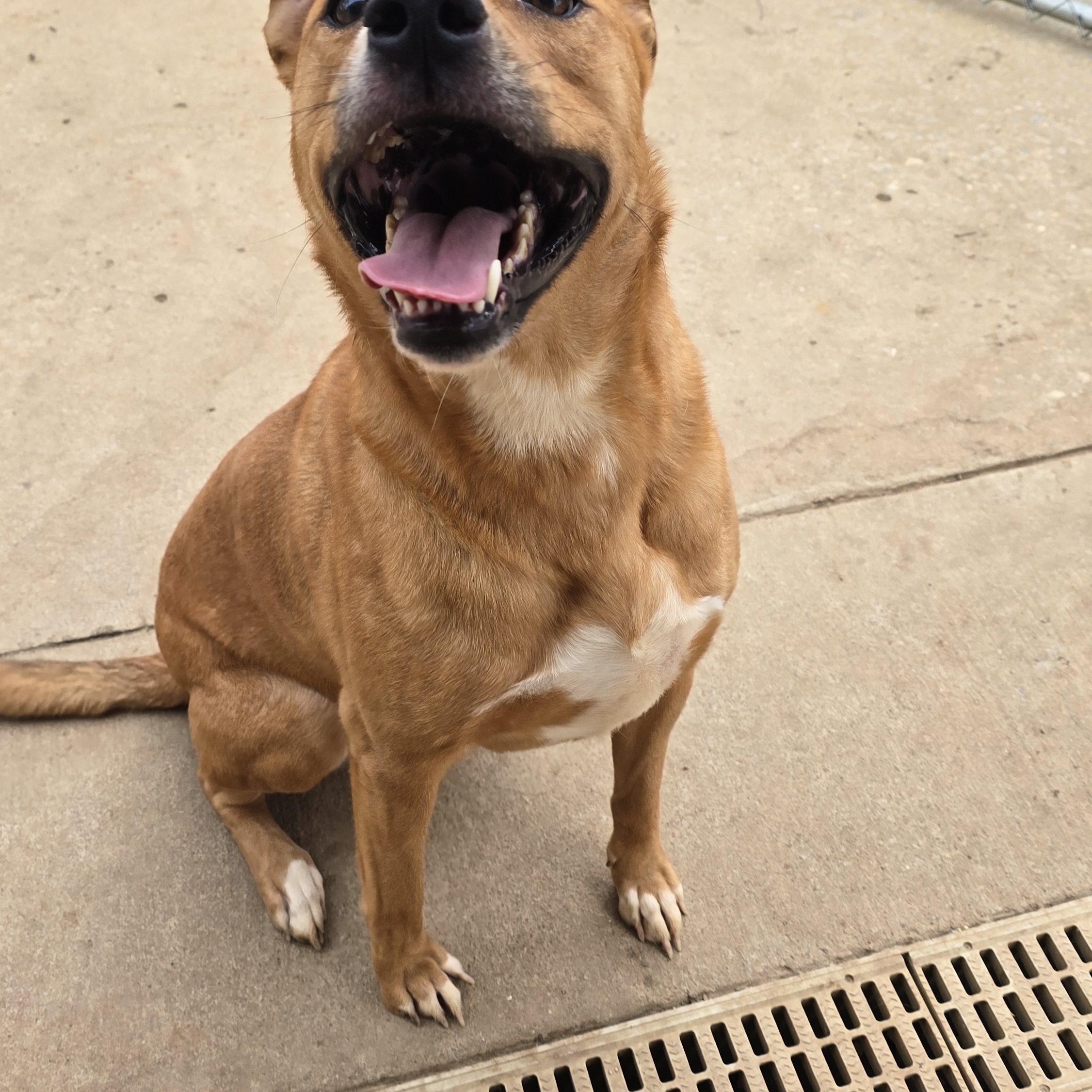 BELLA, a Adoptable mixed breed in Athens, AL image 4/6