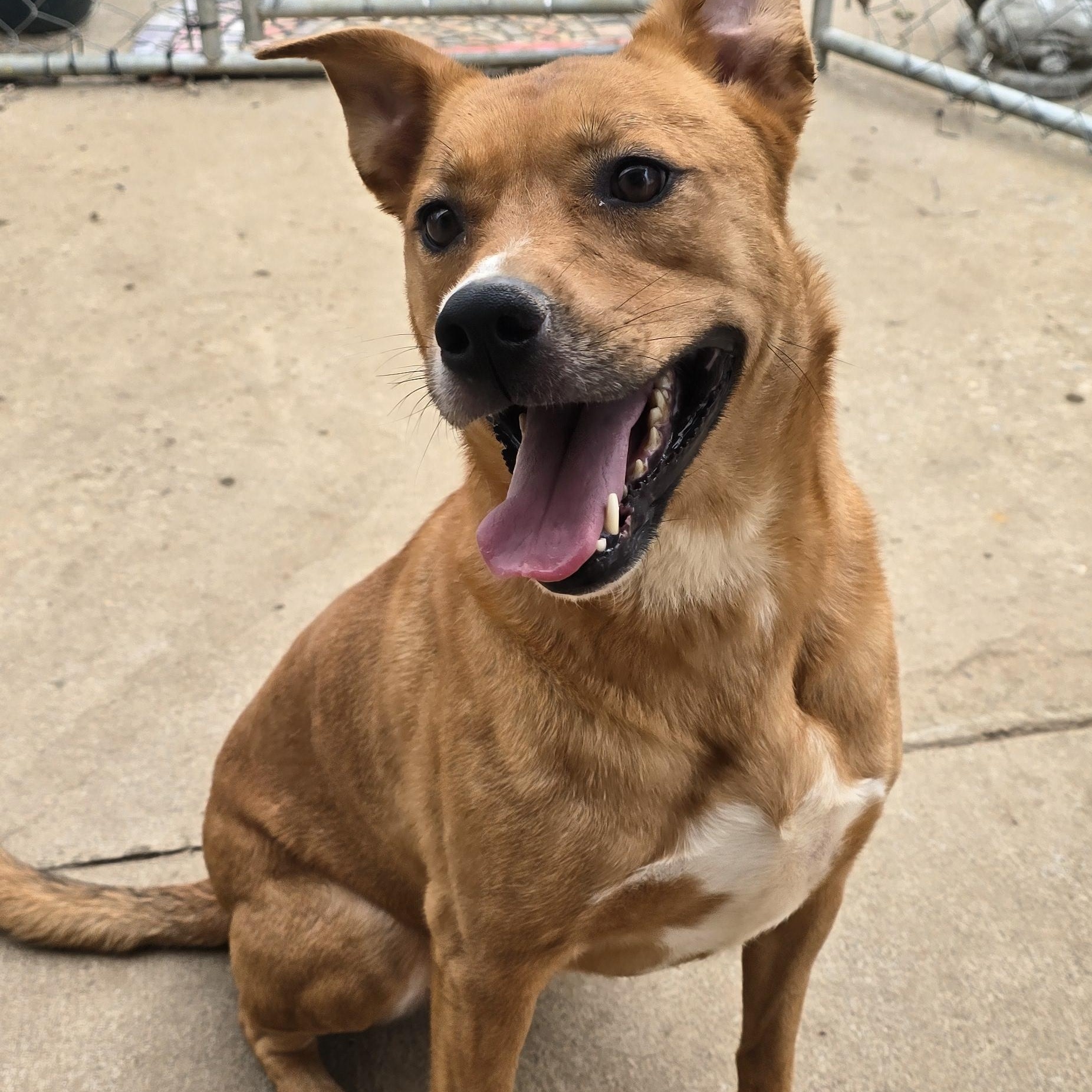 BELLA, Adoptable, Young Female German Shepherd Dog.