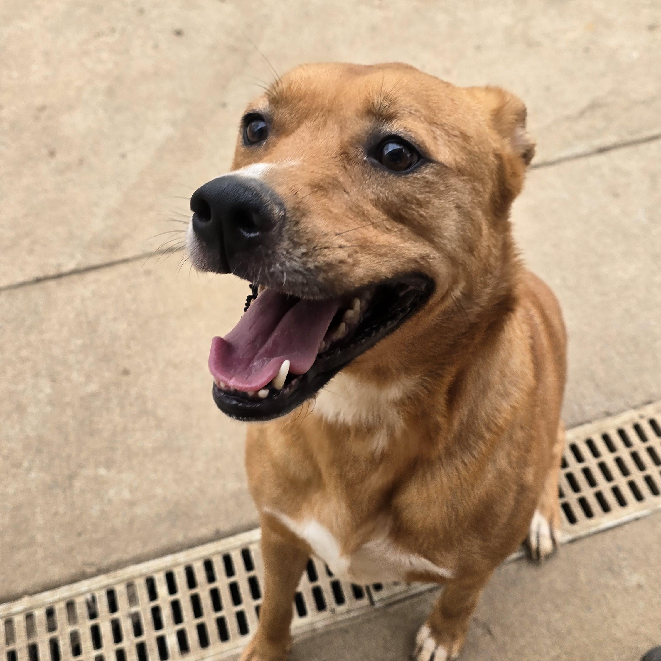 BELLA, a Adoptable mixed breed in Athens, AL image 5/6
