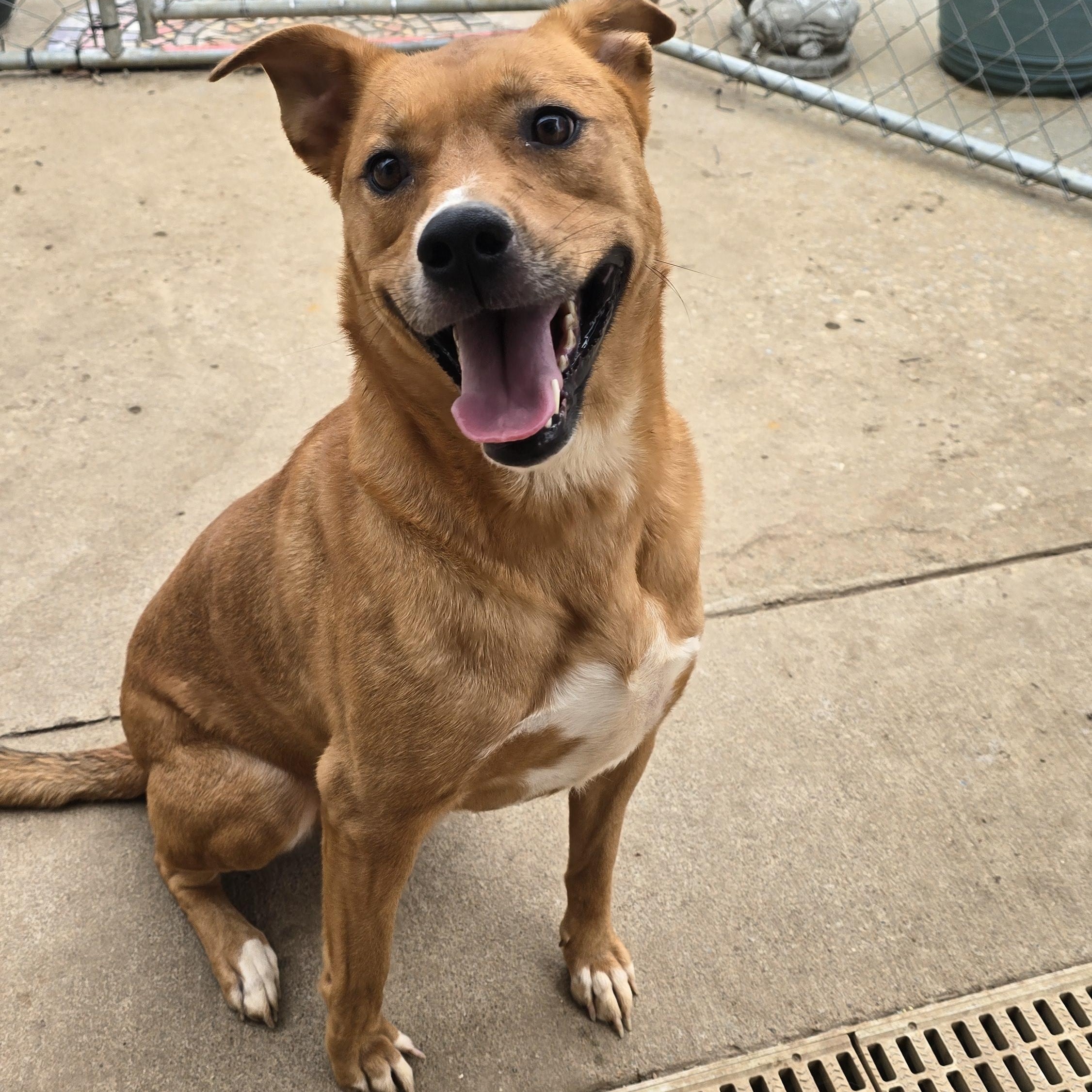 BELLA, a Adoptable mixed breed in Athens, AL image 3/6