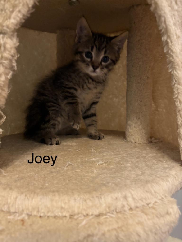 Enlarge Joey, a Adoptable mixed breed in Clinton, SC image 1/3