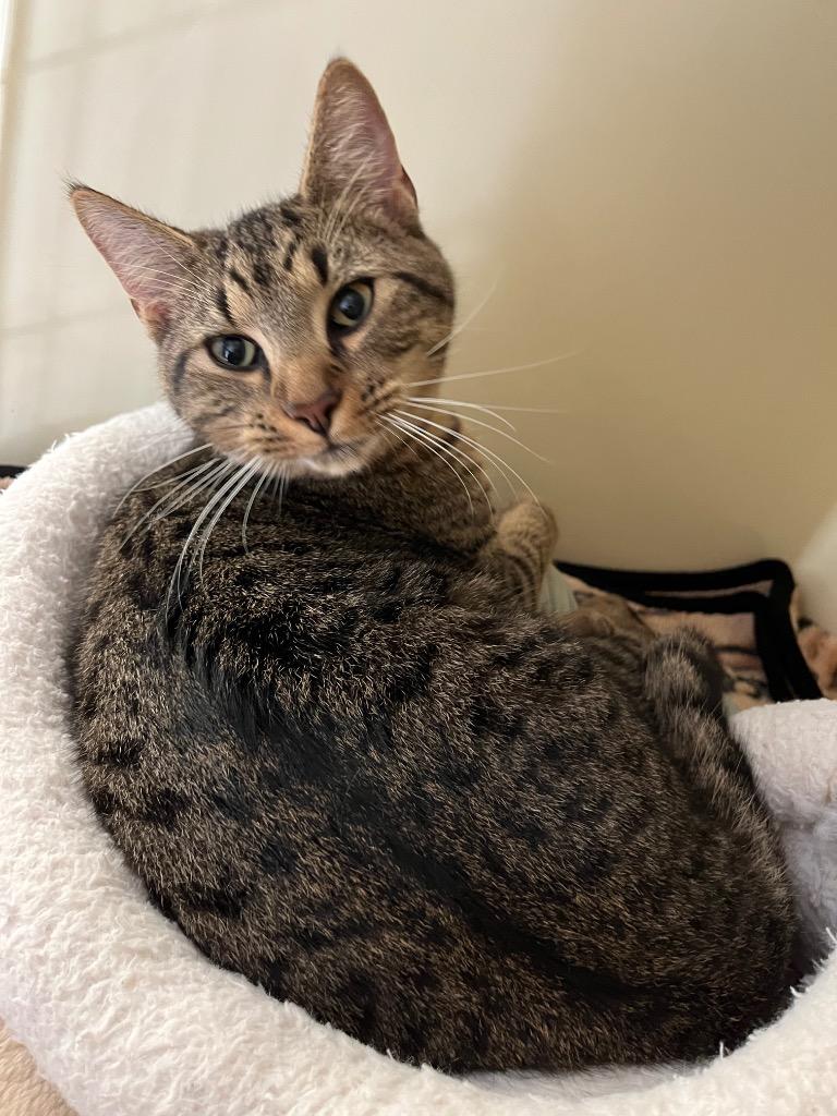 Enlarge Joey, a Adoptable mixed breed in Clinton, SC image 3/3