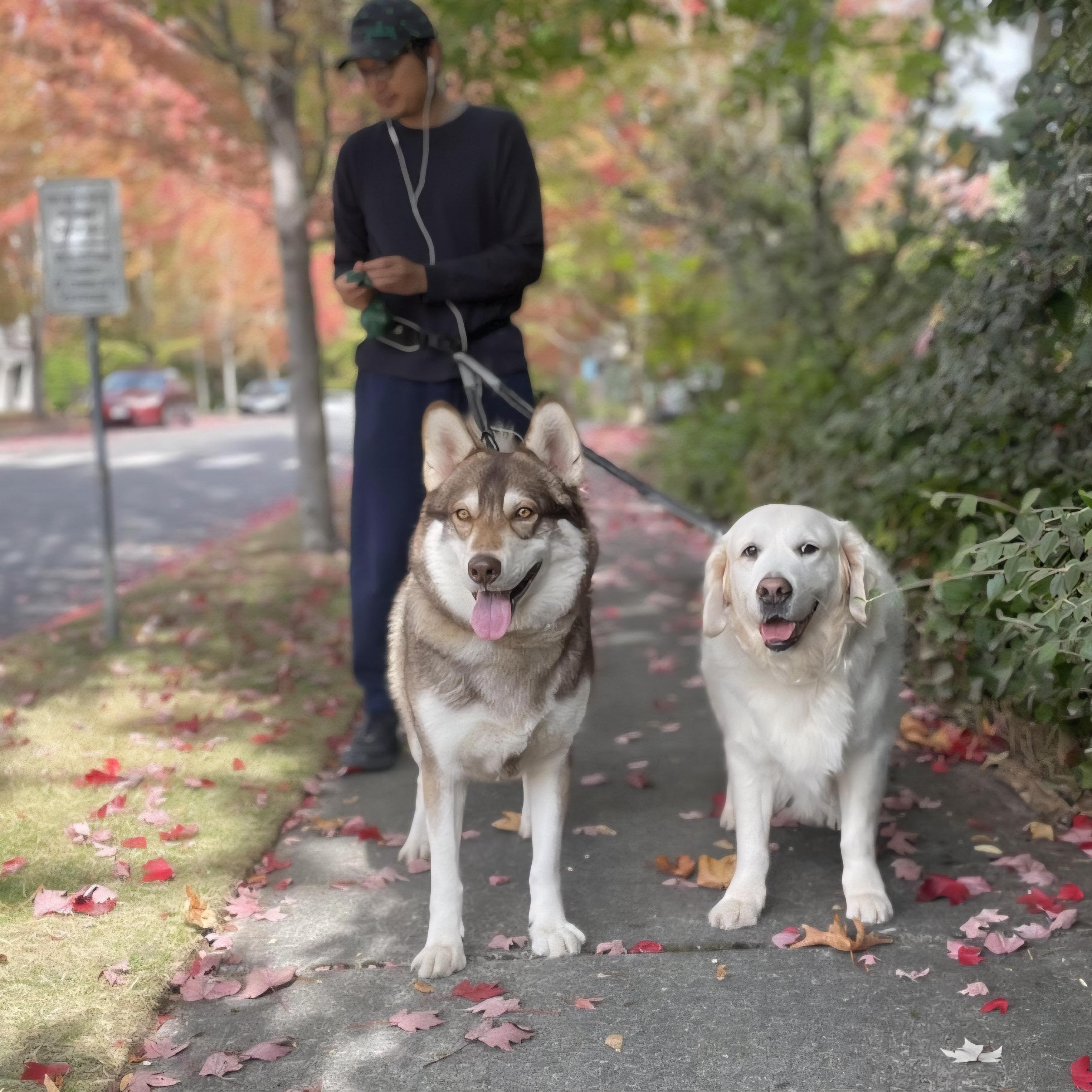 Chester - the teddy bear husky!, a Adoptable Husky in Kirkland, WA image 1/3