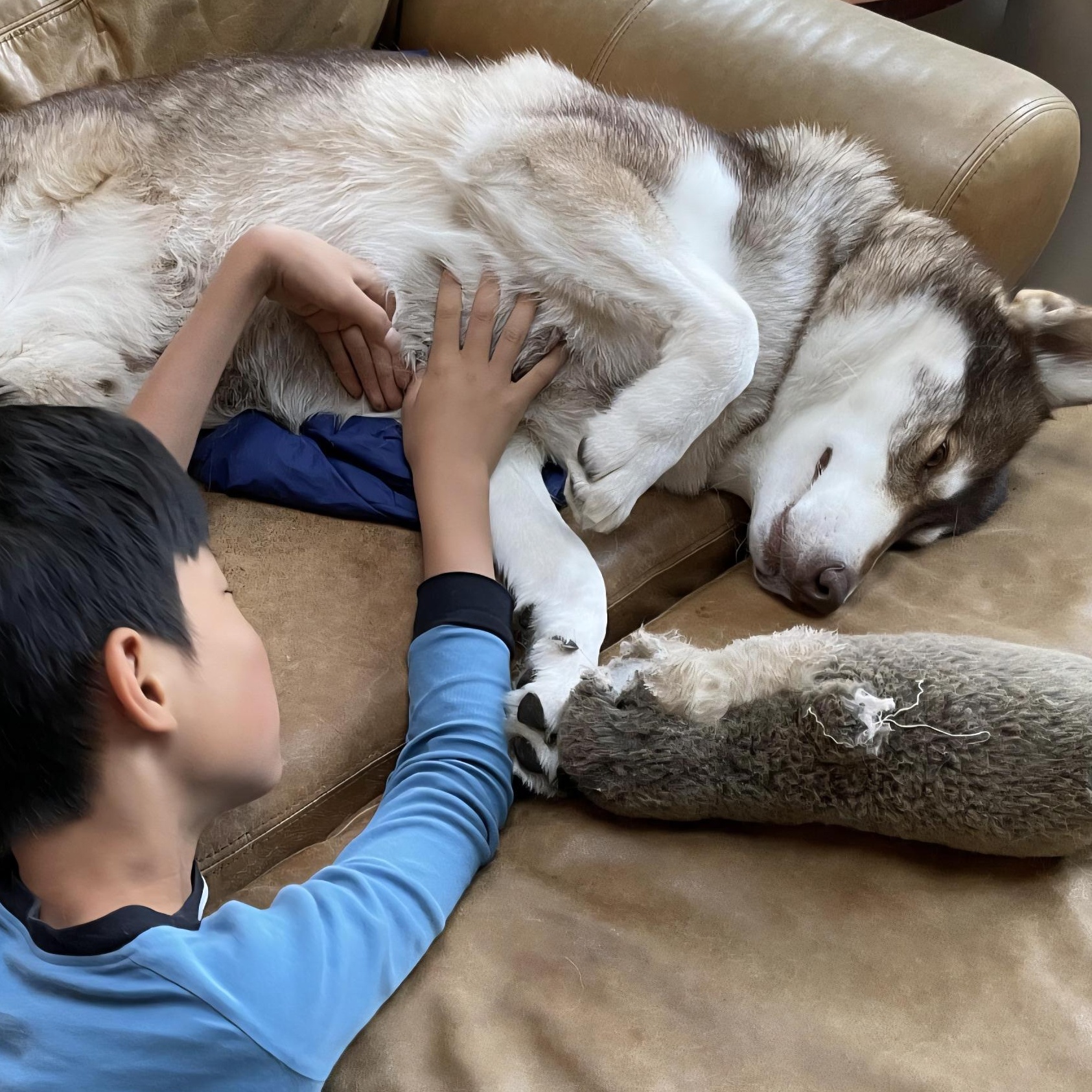 Chester - the teddy bear husky!, adopted, Adult Male Husky.