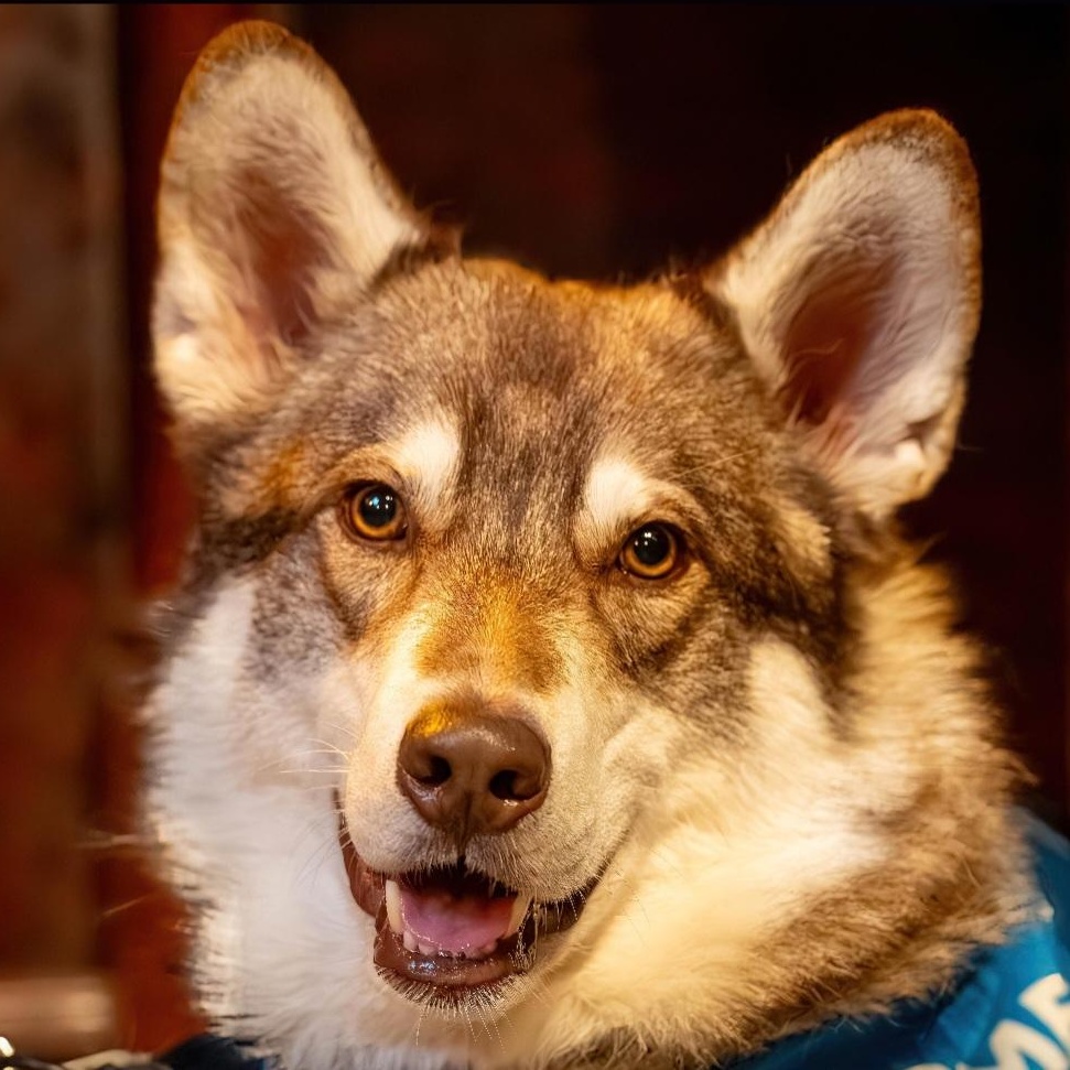 Chester - the teddy bear husky!, a Adoptable Husky in Kirkland, WA image 3/3