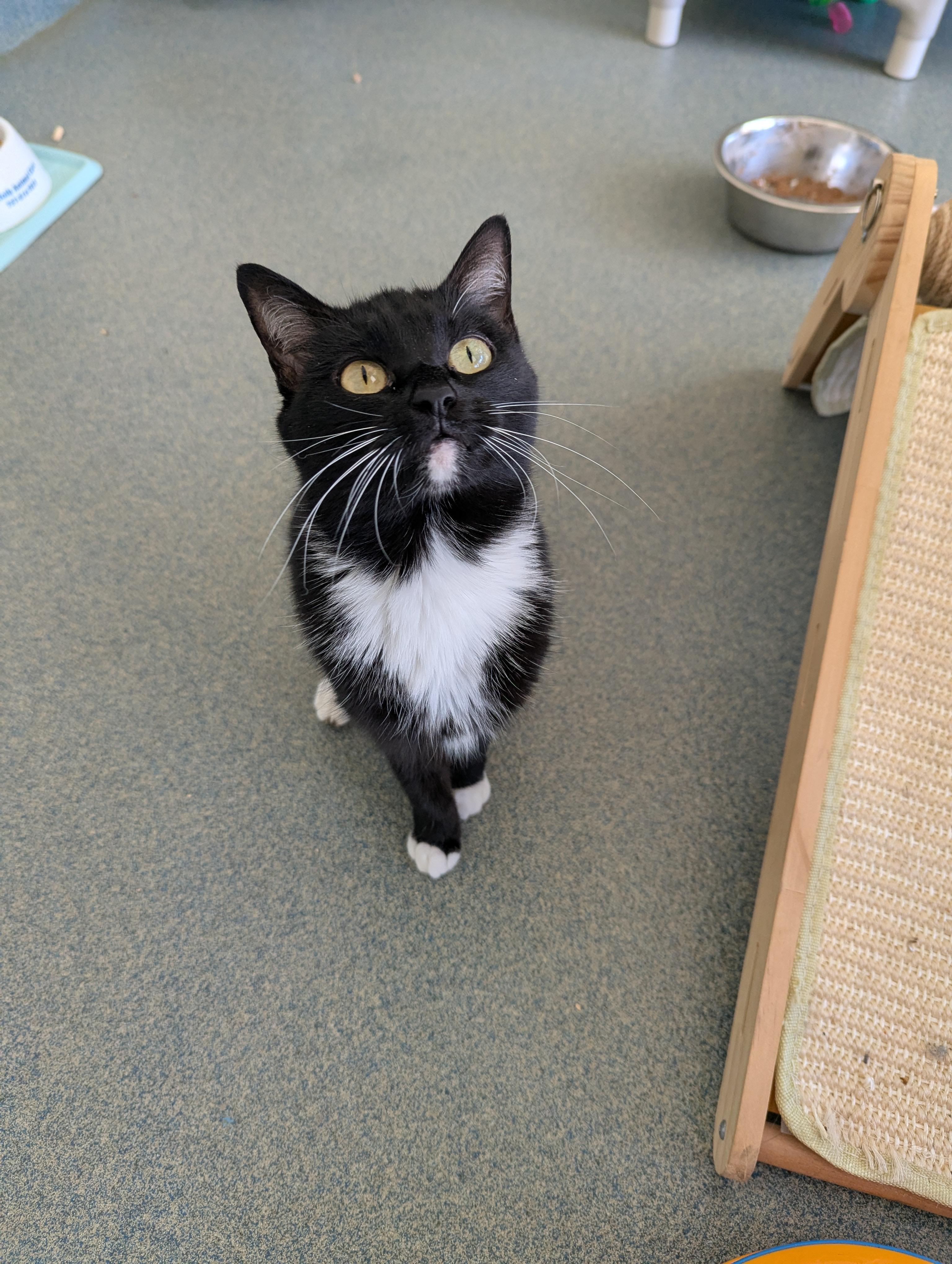 Enlarge Wasabi, a ADOPTABLE Domestic Short Hair in Suffolk, VA image 2/2