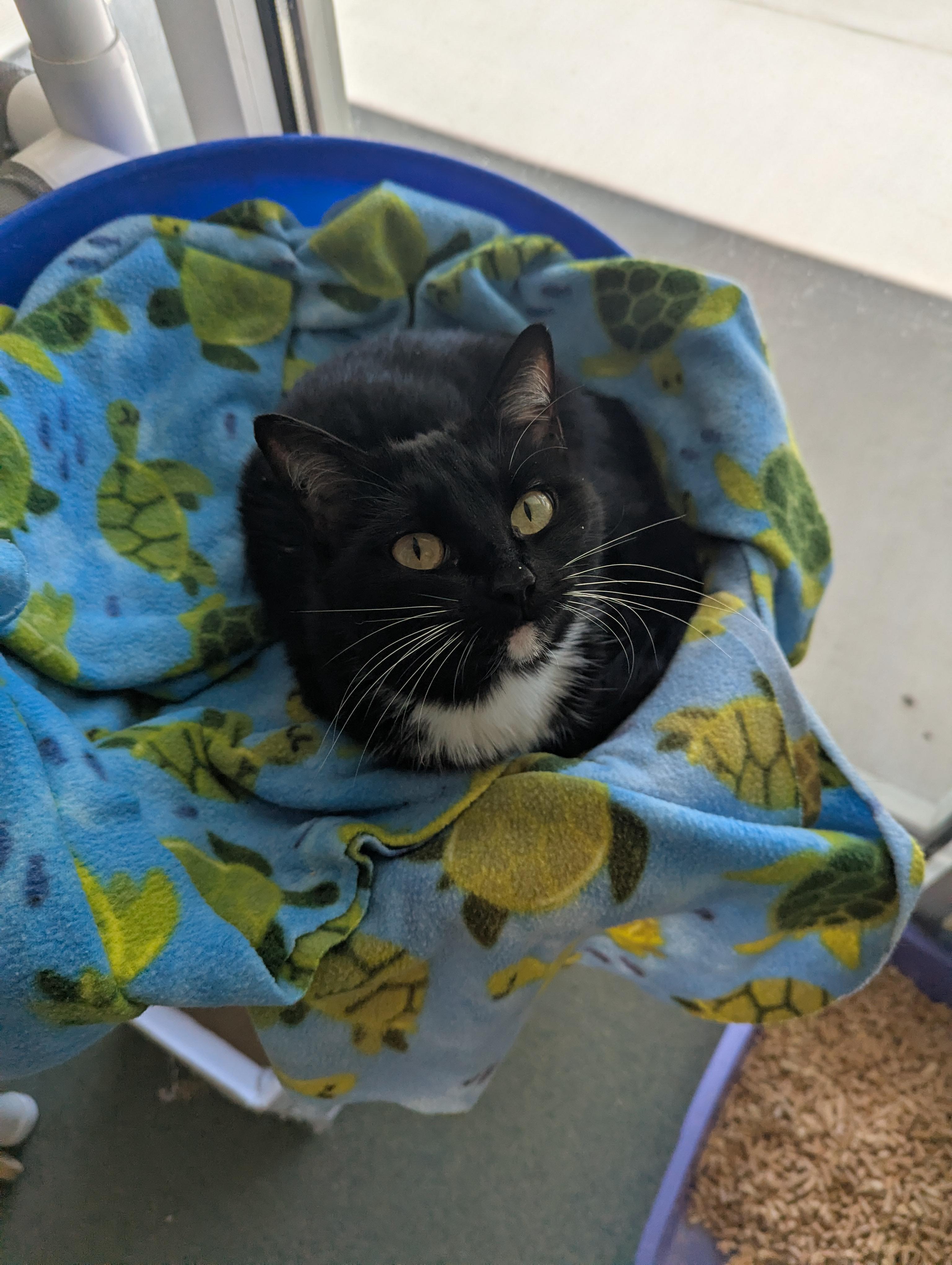 Enlarge Wasabi, a ADOPTABLE Domestic Short Hair in Suffolk, VA image 1/2