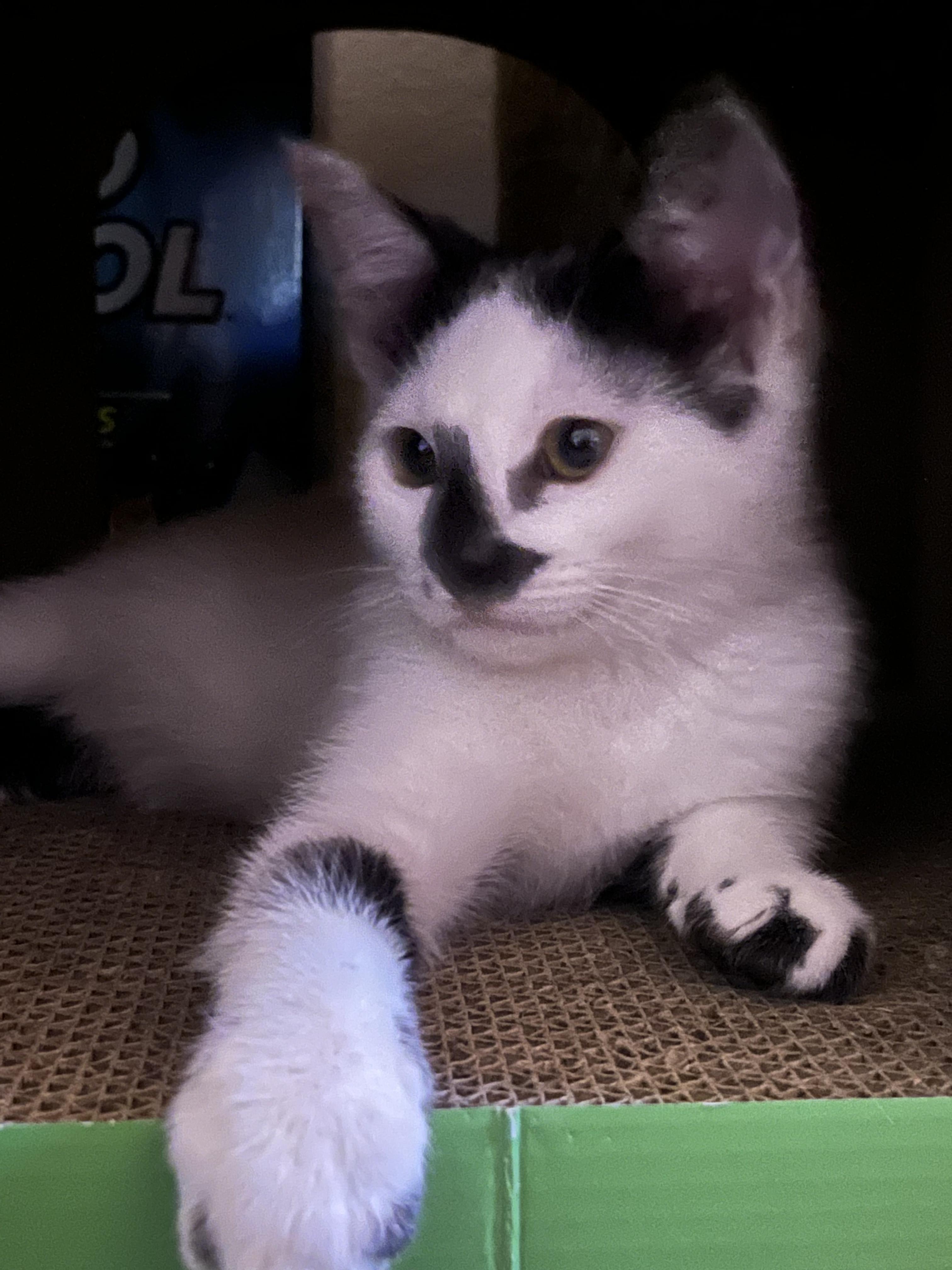 Cow, ADOPTABLE, Kitten Male Domestic Short Hair.