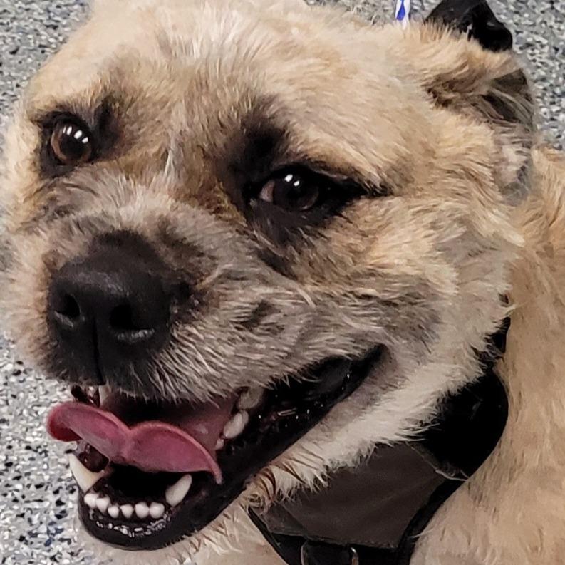 Rafael, Adoptable, Young Male Terrier.