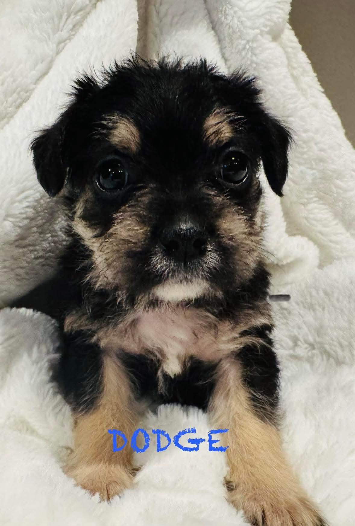 Dodge, Adoptable, Puppy Male Terrier & Pug.