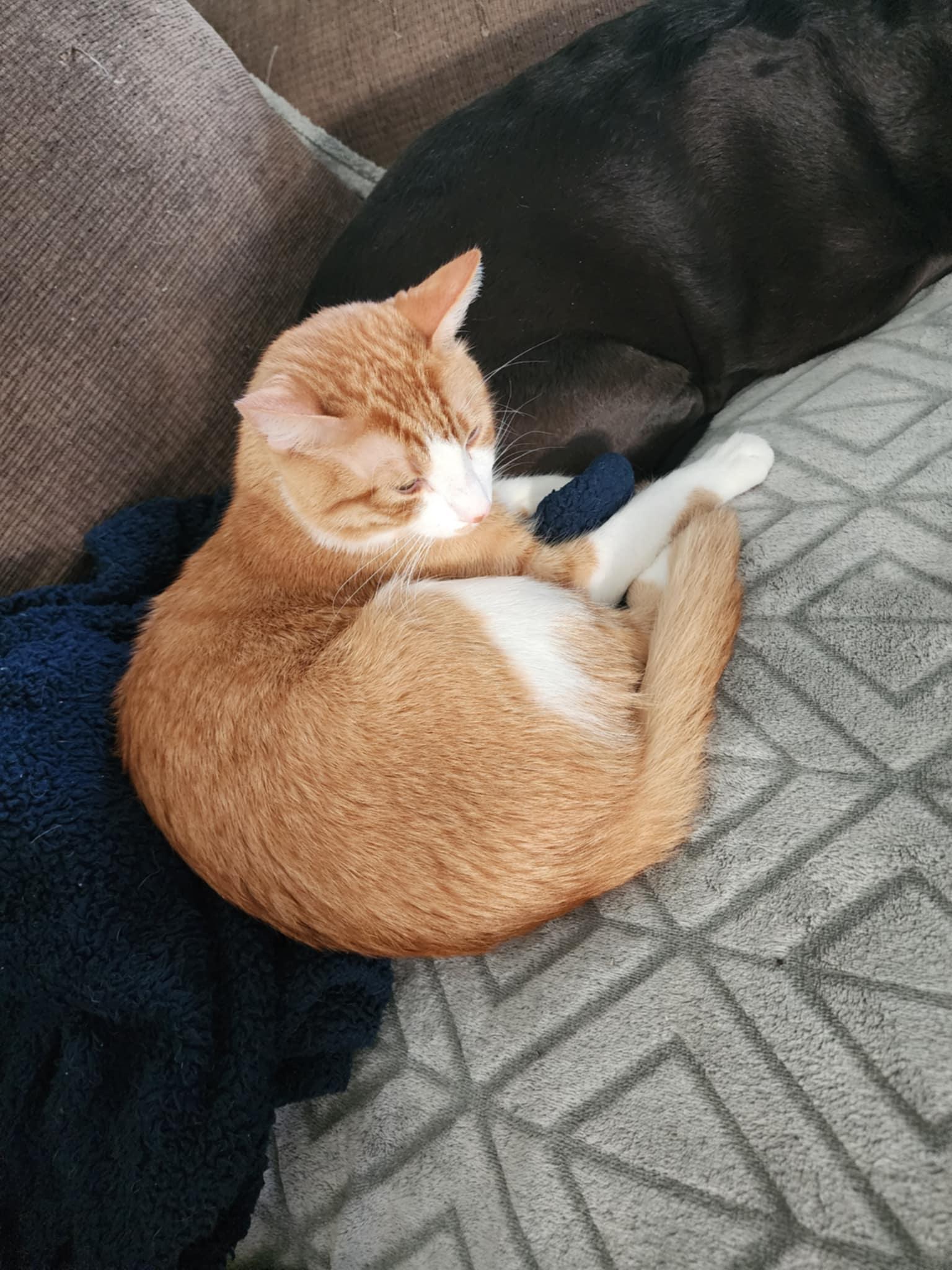 Simba