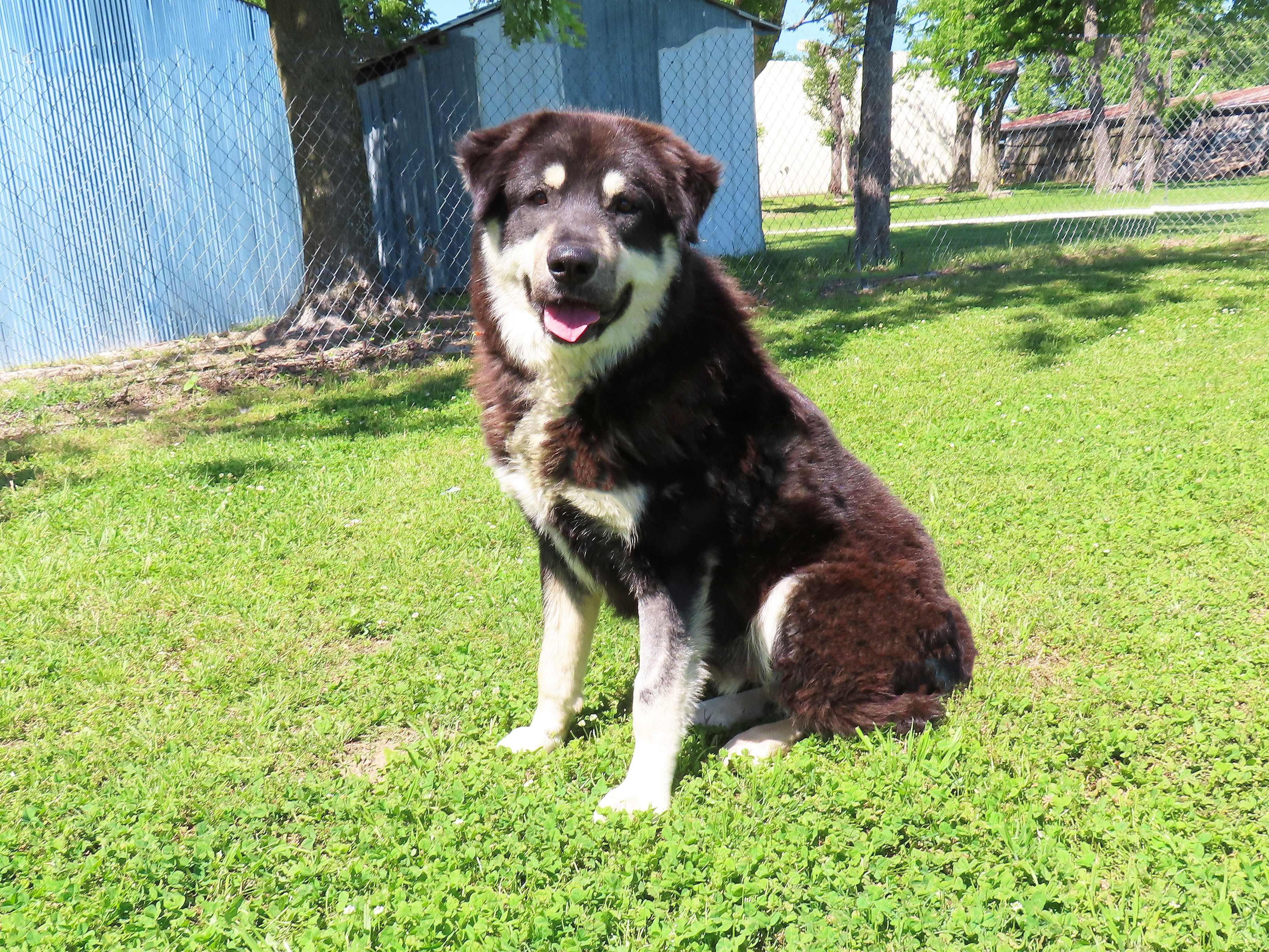 Enlarge Klondike  26C-102, a ADOPTABLE mixed breed in Rogers, AR image 5/5
