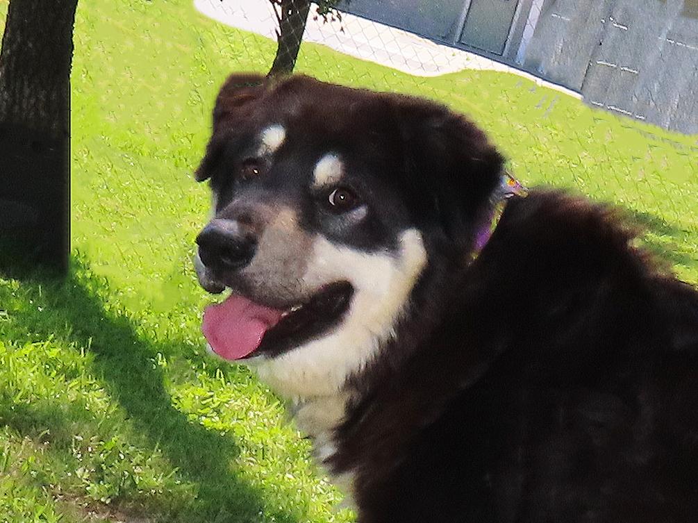 Enlarge Klondike  26C-102, a ADOPTABLE mixed breed in Rogers, AR image 1/5