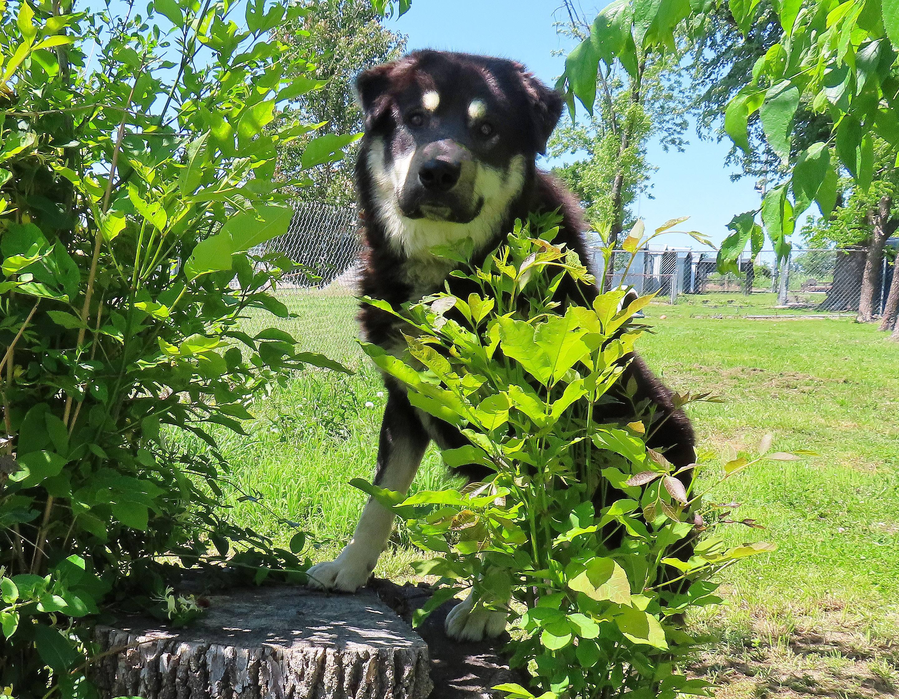 Enlarge Klondike  26C-102, a ADOPTABLE mixed breed in Rogers, AR image 4/5