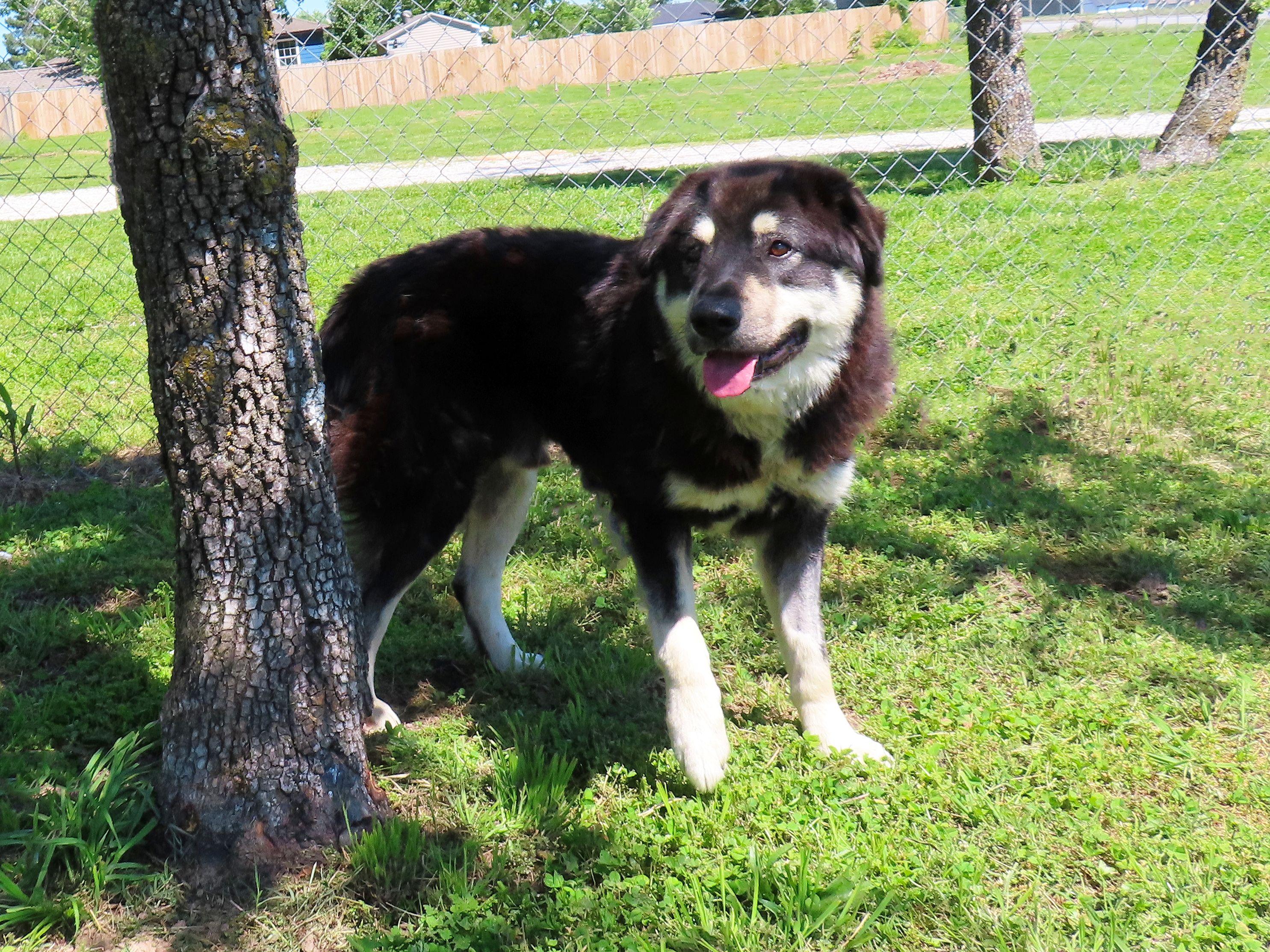 Enlarge Klondike  26C-102, a ADOPTABLE mixed breed in Rogers, AR image 2/5