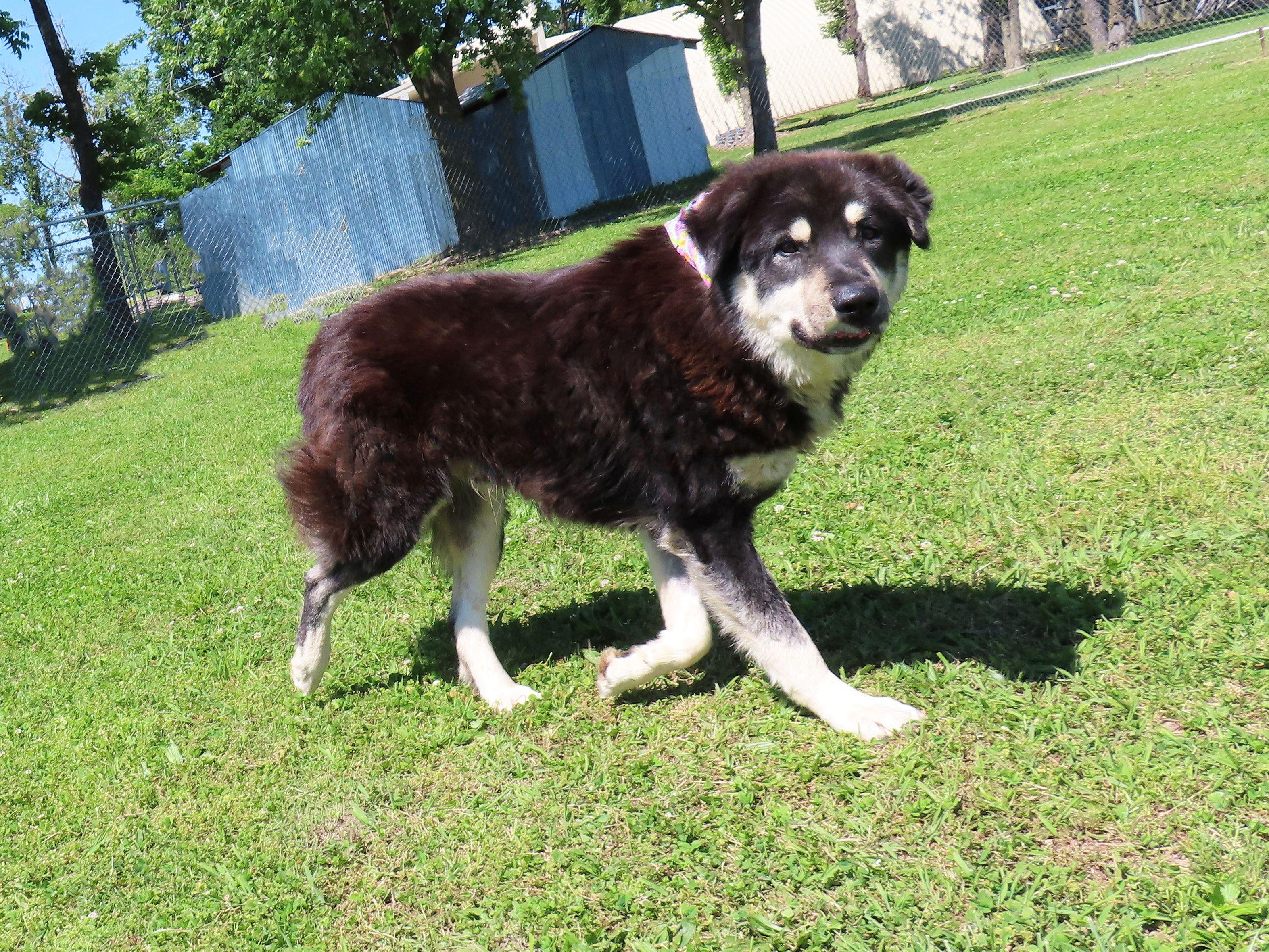 Enlarge Klondike  26C-102, a ADOPTABLE mixed breed in Rogers, AR image 3/5