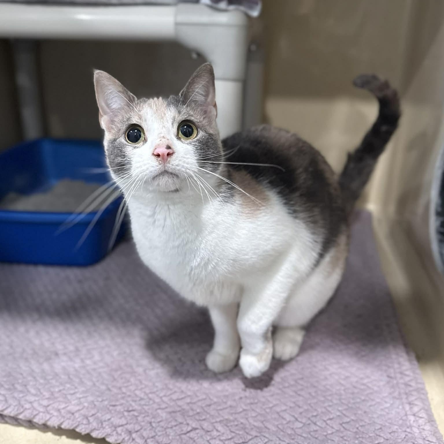 Enlarge Guacamole, a ADOPTABLE mixed breed in Penn Yan, NY image 4/6