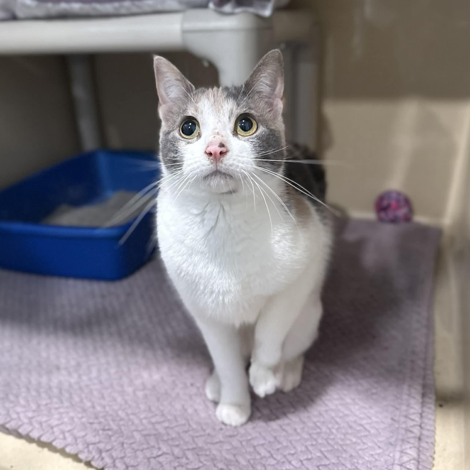 Enlarge Guacamole, a ADOPTABLE mixed breed in Penn Yan, NY image 5/6