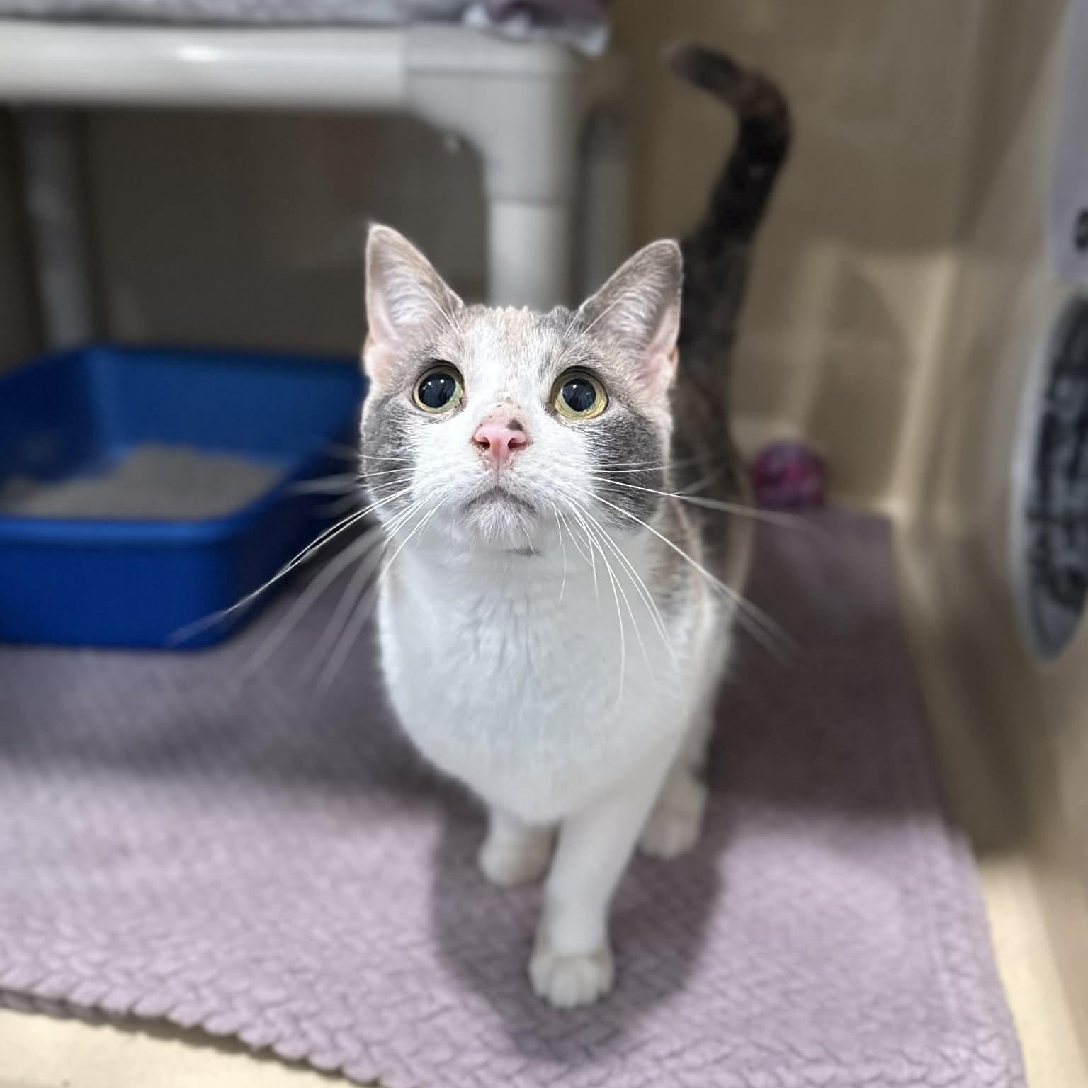 Enlarge Guacamole, a ADOPTABLE mixed breed in Penn Yan, NY image 2/6