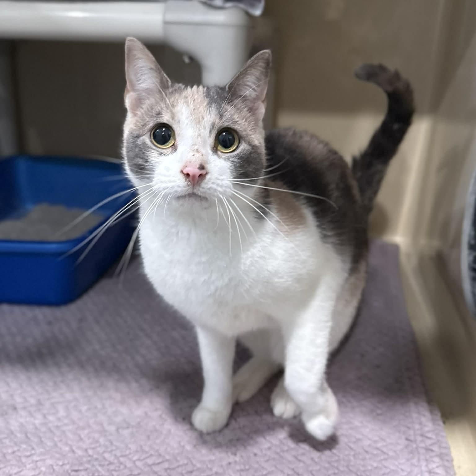 Enlarge Guacamole, a ADOPTABLE mixed breed in Penn Yan, NY image 3/6