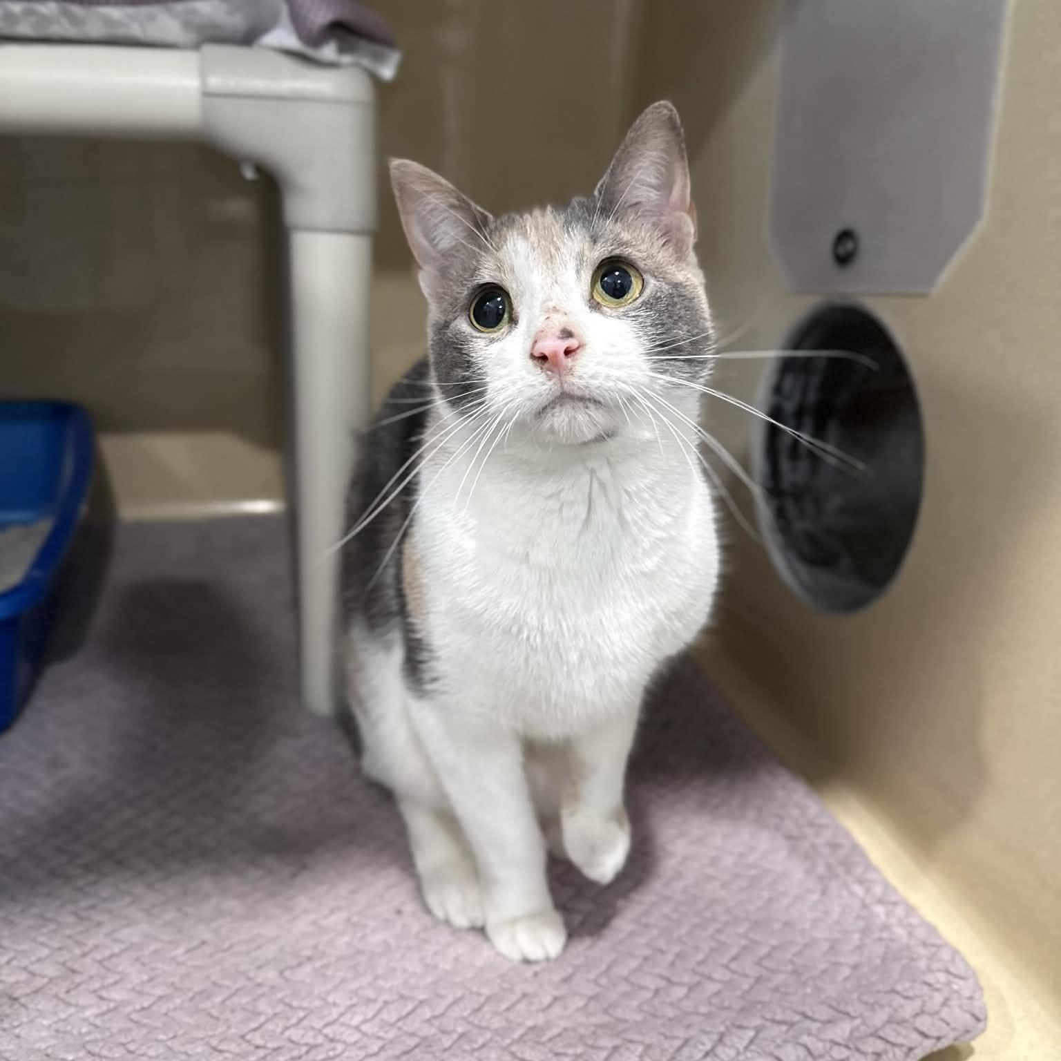 Enlarge Guacamole, a ADOPTABLE mixed breed in Penn Yan, NY image 6/6