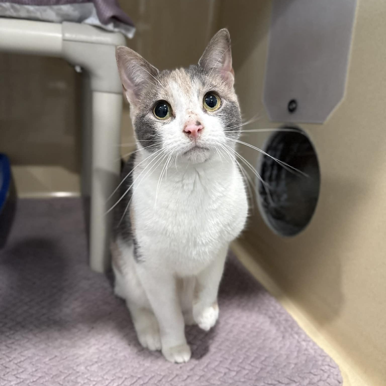 Enlarge Guacamole, a ADOPTABLE mixed breed in Penn Yan, NY image 1/6