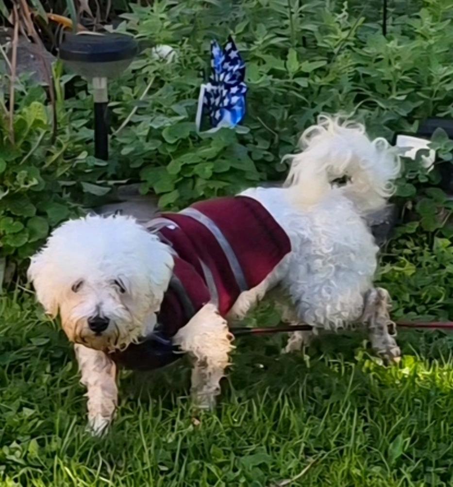 Enlarge Vader-Bichon Frise, a Adoptable Bichon Frise in Hamburg, NY image 4/5