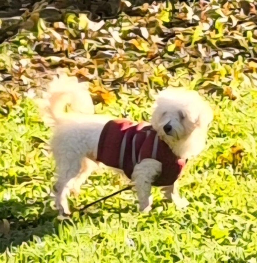 Enlarge Vader-Bichon Frise, a Adoptable Bichon Frise in Hamburg, NY image 1/5