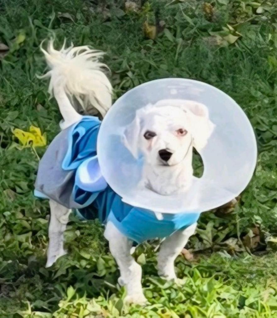 Enlarge Vader-Bichon Frise, a Adoptable Bichon Frise in Hamburg, NY image 5/5