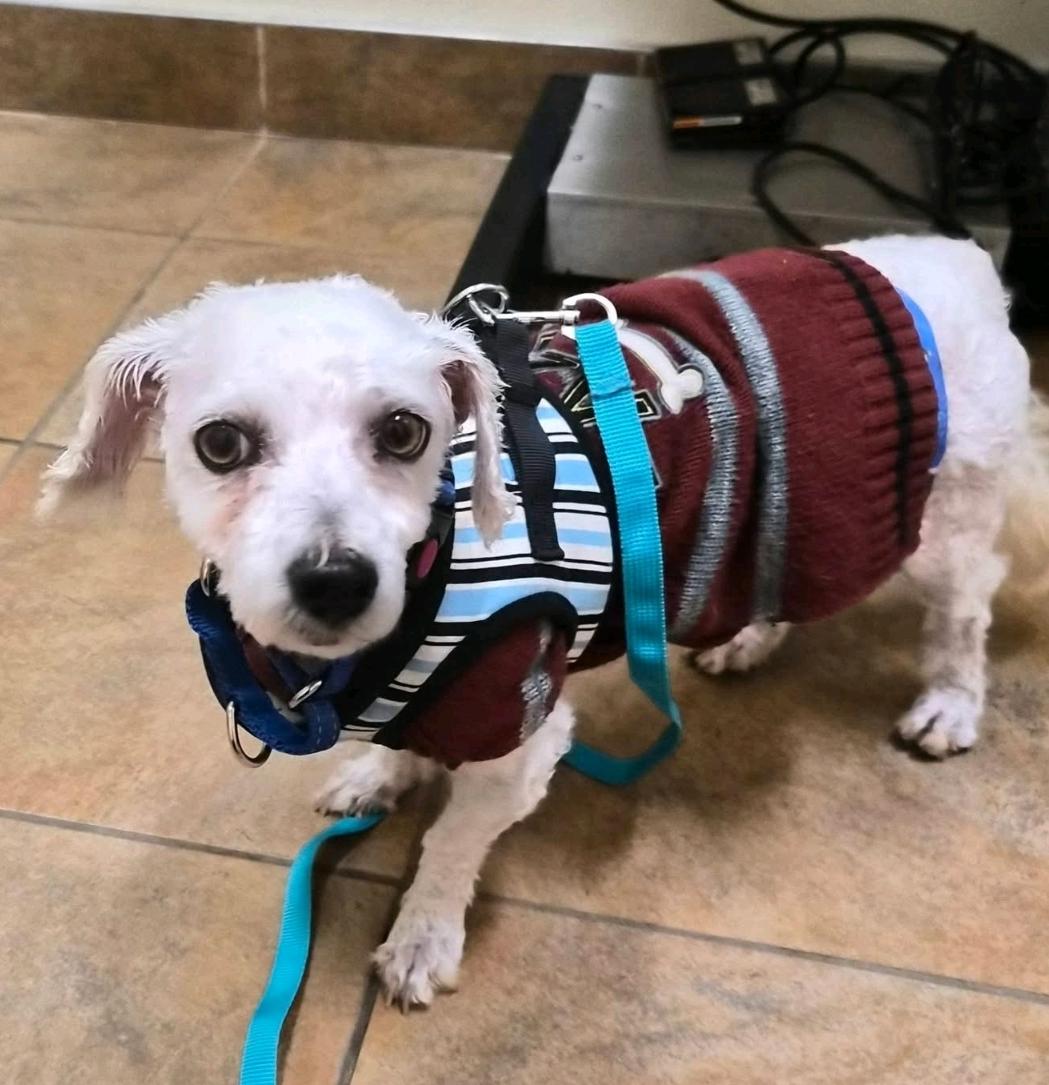 Enlarge Vader-Bichon Frise, a Adoptable Bichon Frise in Hamburg, NY image 2/5