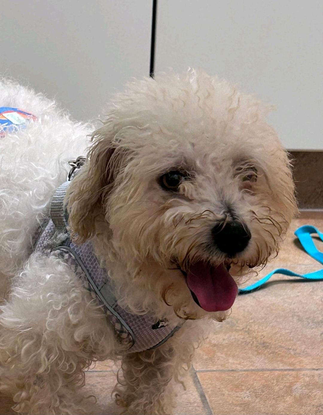 Enlarge Vader-Bichon Frise, a Adoptable Bichon Frise in Hamburg, NY image 3/5