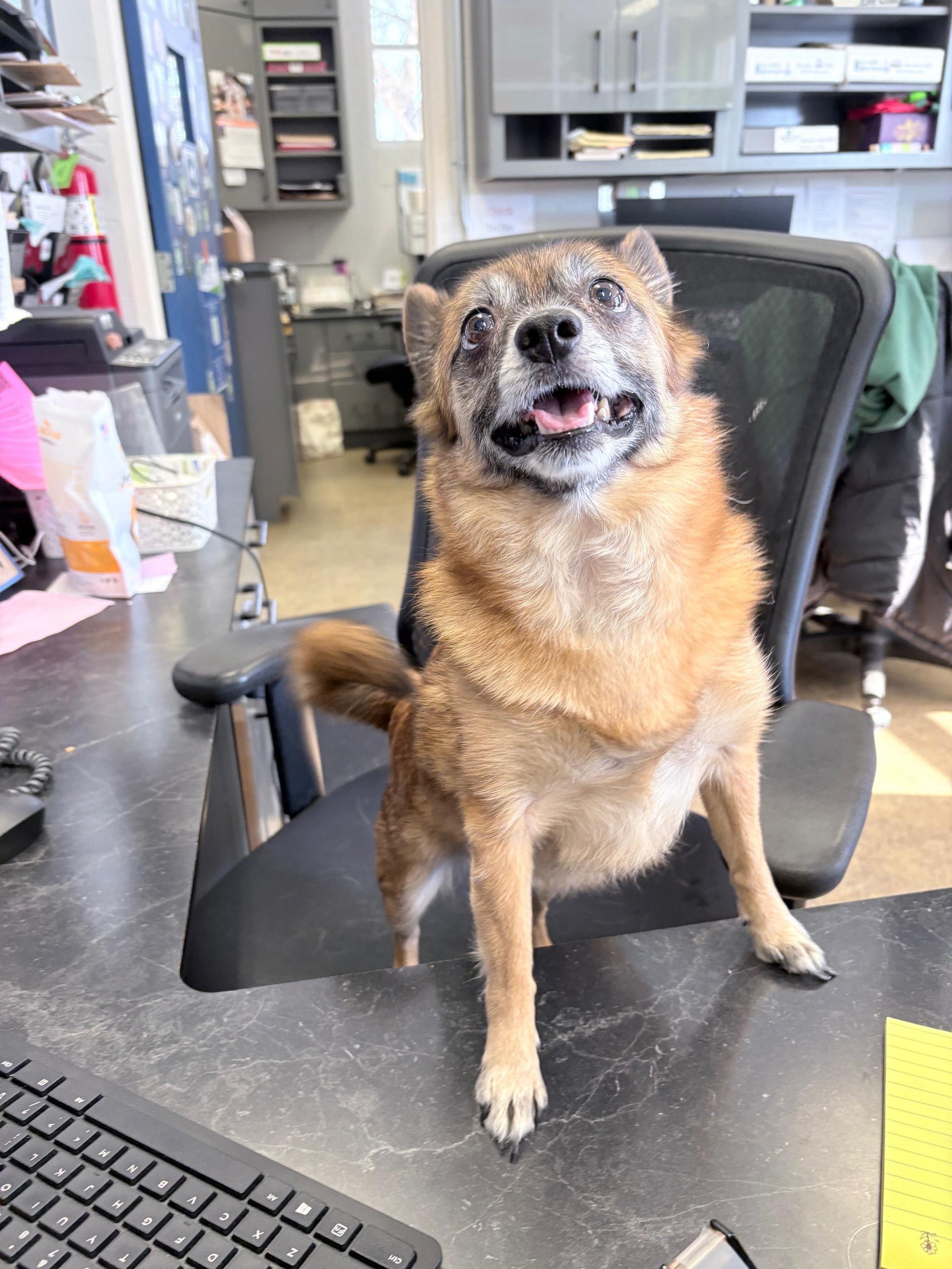 Walter, adopted, Senior Male Chihuahua & Pomeranian.