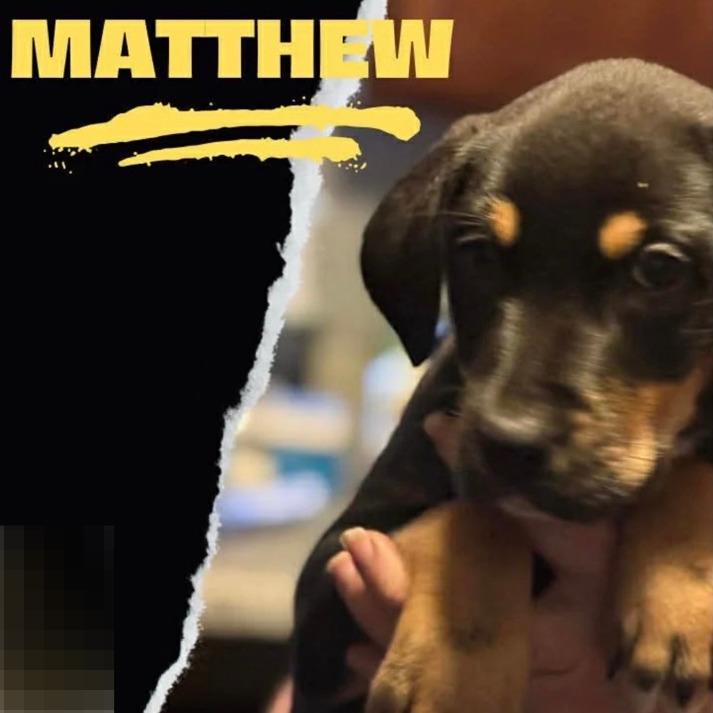 Matthew, Adoptable, Young Male Rottweiler & Mixed Breed.
