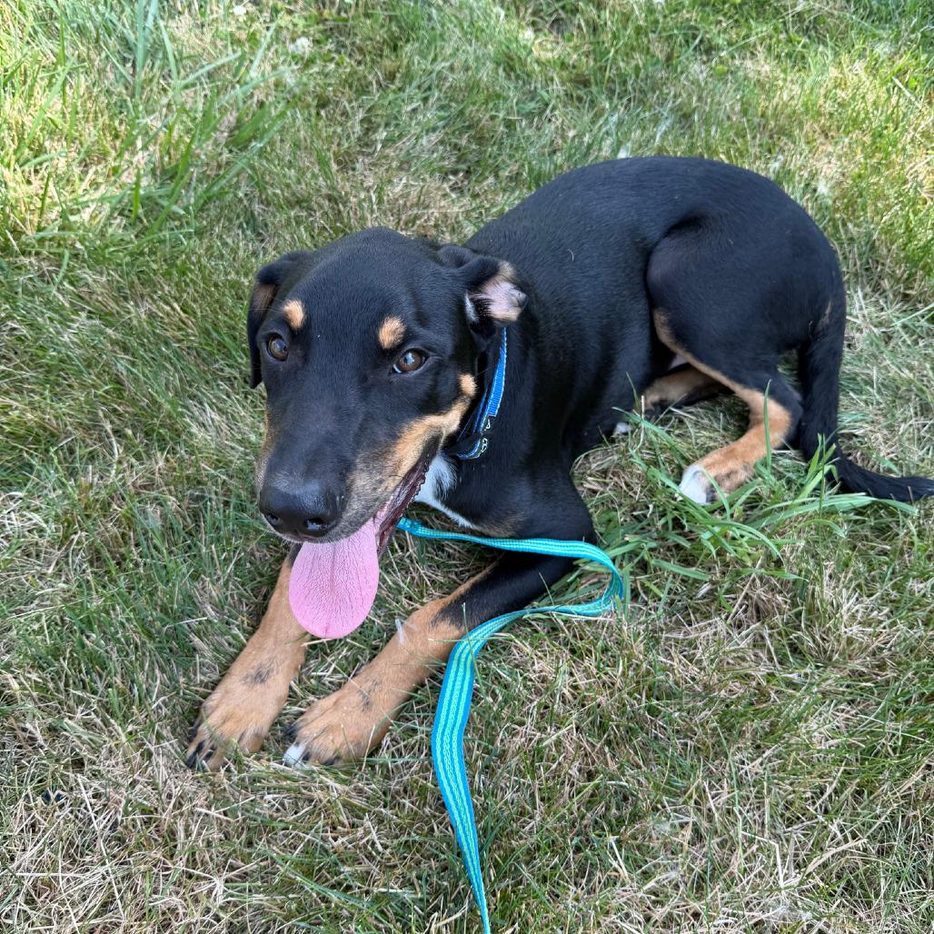 Matthew, a Adoptable mixed breed in Columbia Station, OH image 2/6