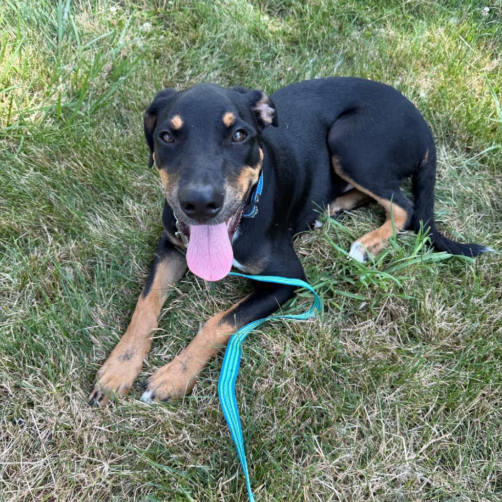 Matthew, a Adoptable mixed breed in Columbia Station, OH image 3/6