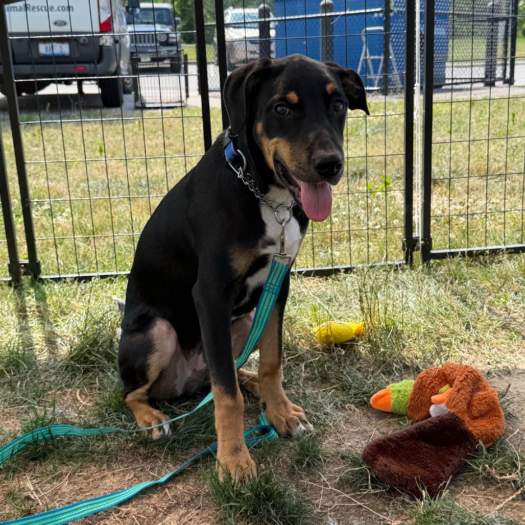Matthew, a Adoptable mixed breed in Columbia Station, OH image 4/6