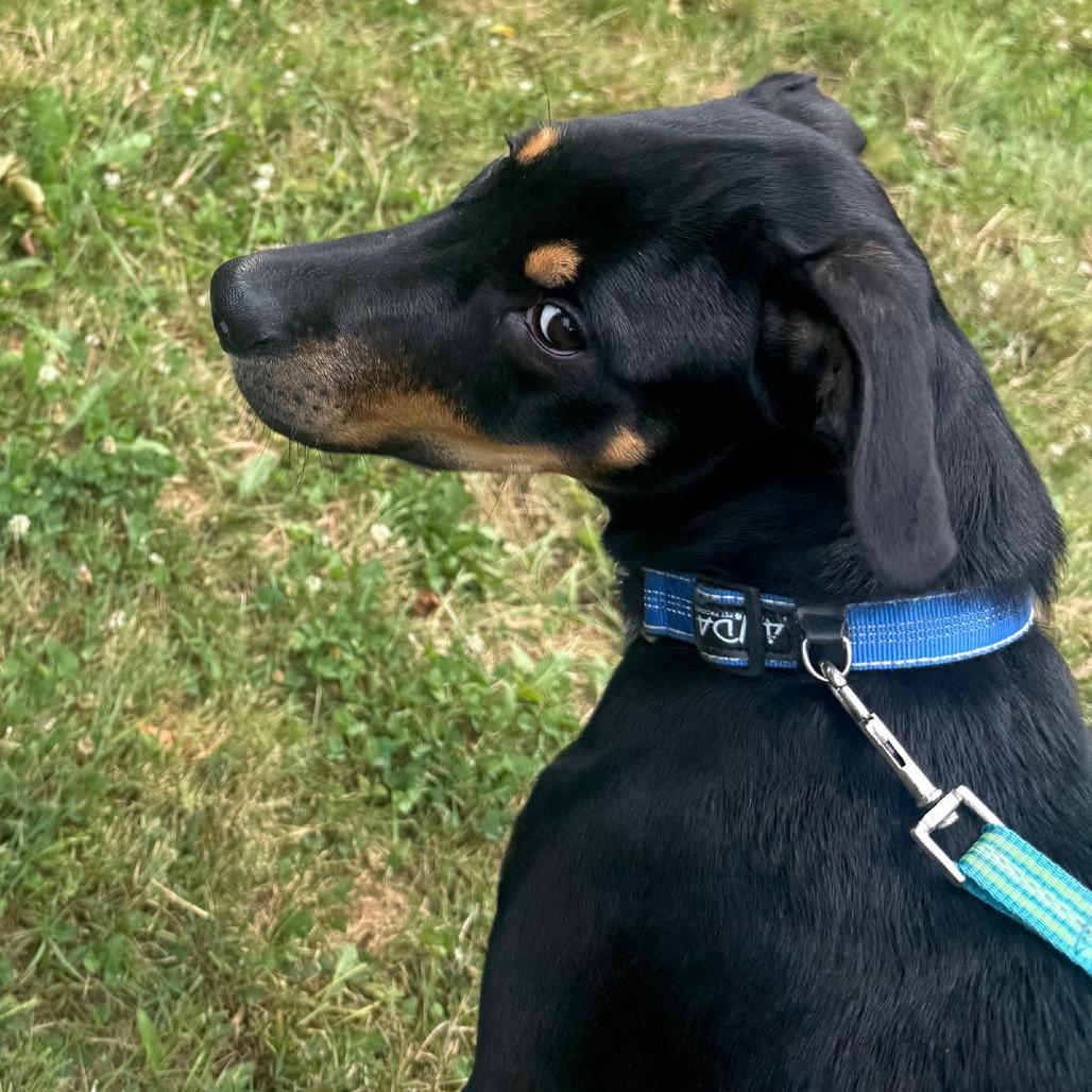 Matthew, a Adoptable mixed breed in Columbia Station, OH image 5/6
