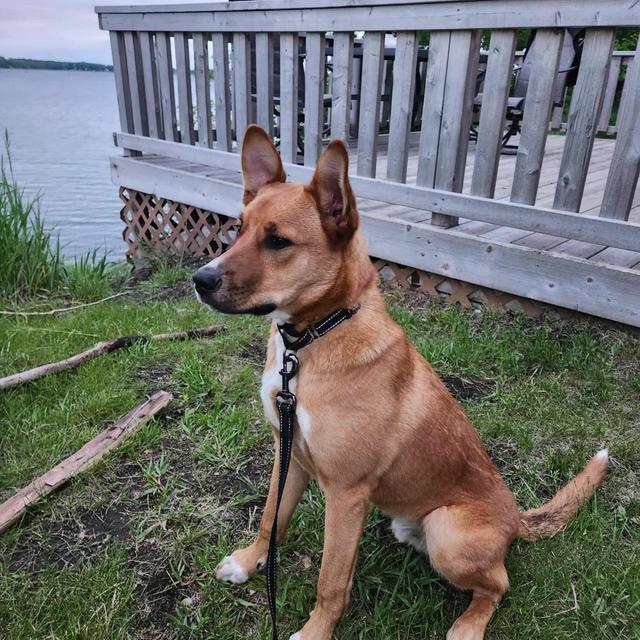 Dutch, a ADOPTABLE Mixed Breed in Sioux Falls, SD image 4/4