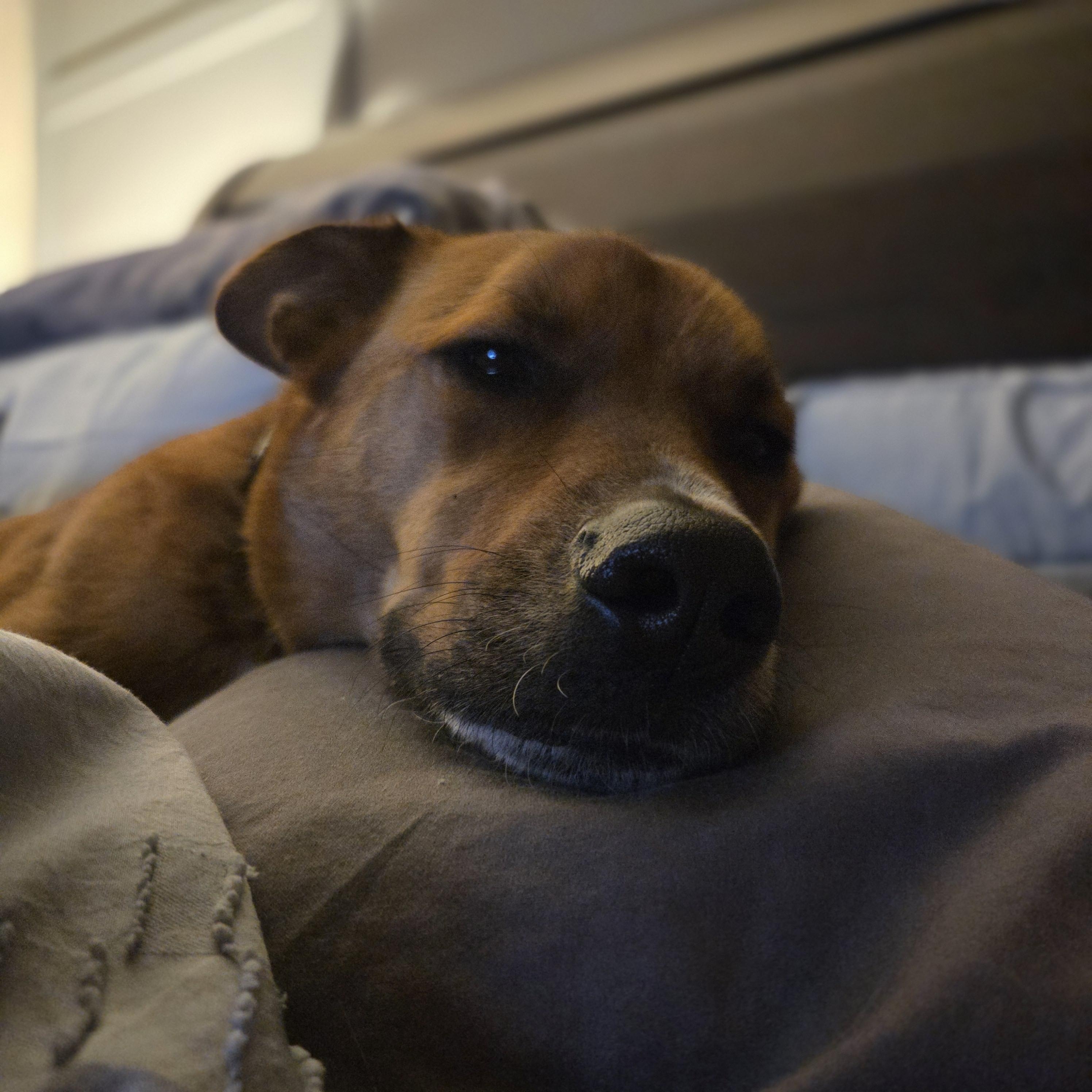 Dutch, a ADOPTABLE Mixed Breed in Sioux Falls, SD image 1/4
