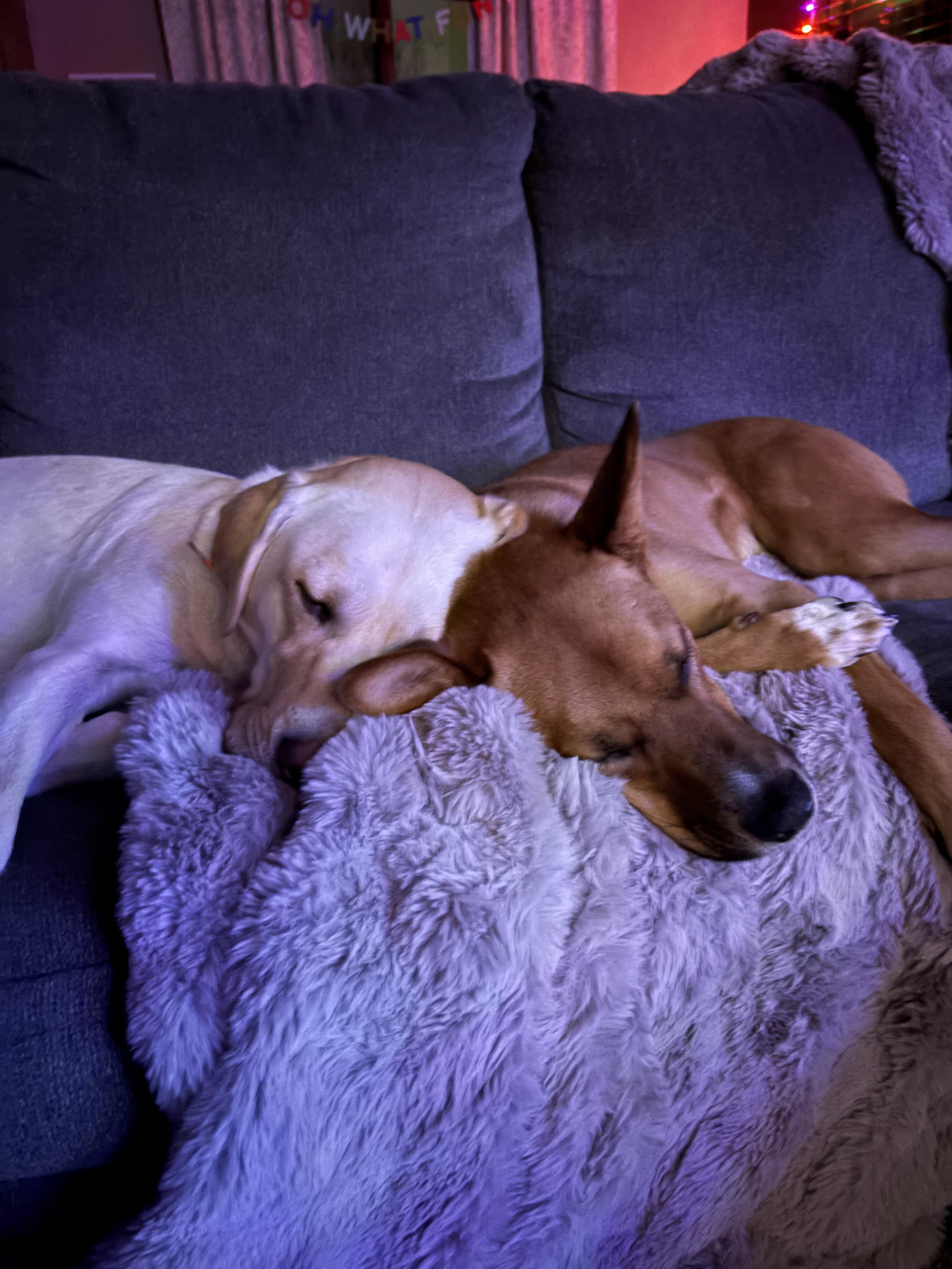 Dutch, a ADOPTABLE Mixed Breed in Sioux Falls, SD image 2/4