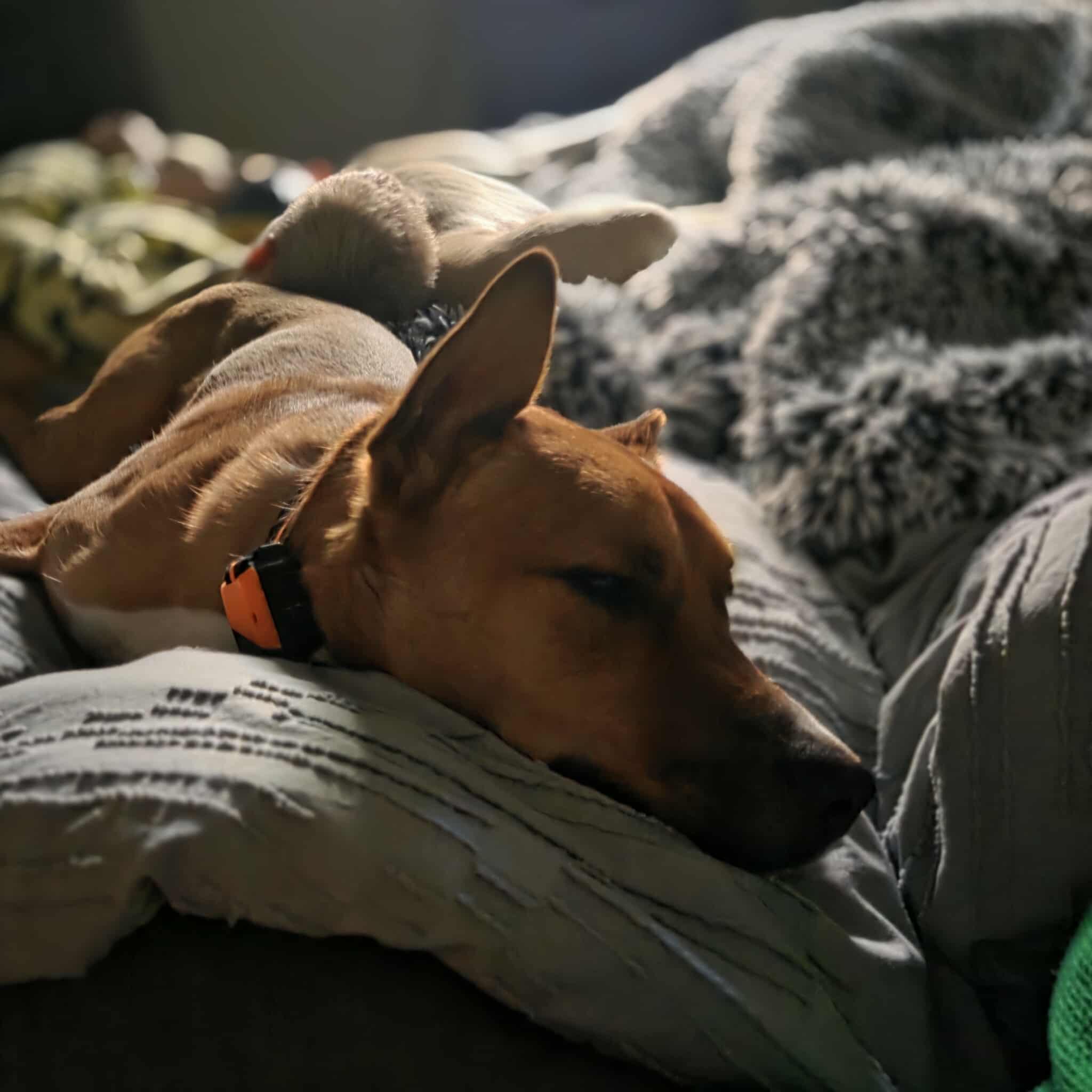 Dutch — thumbnail 3