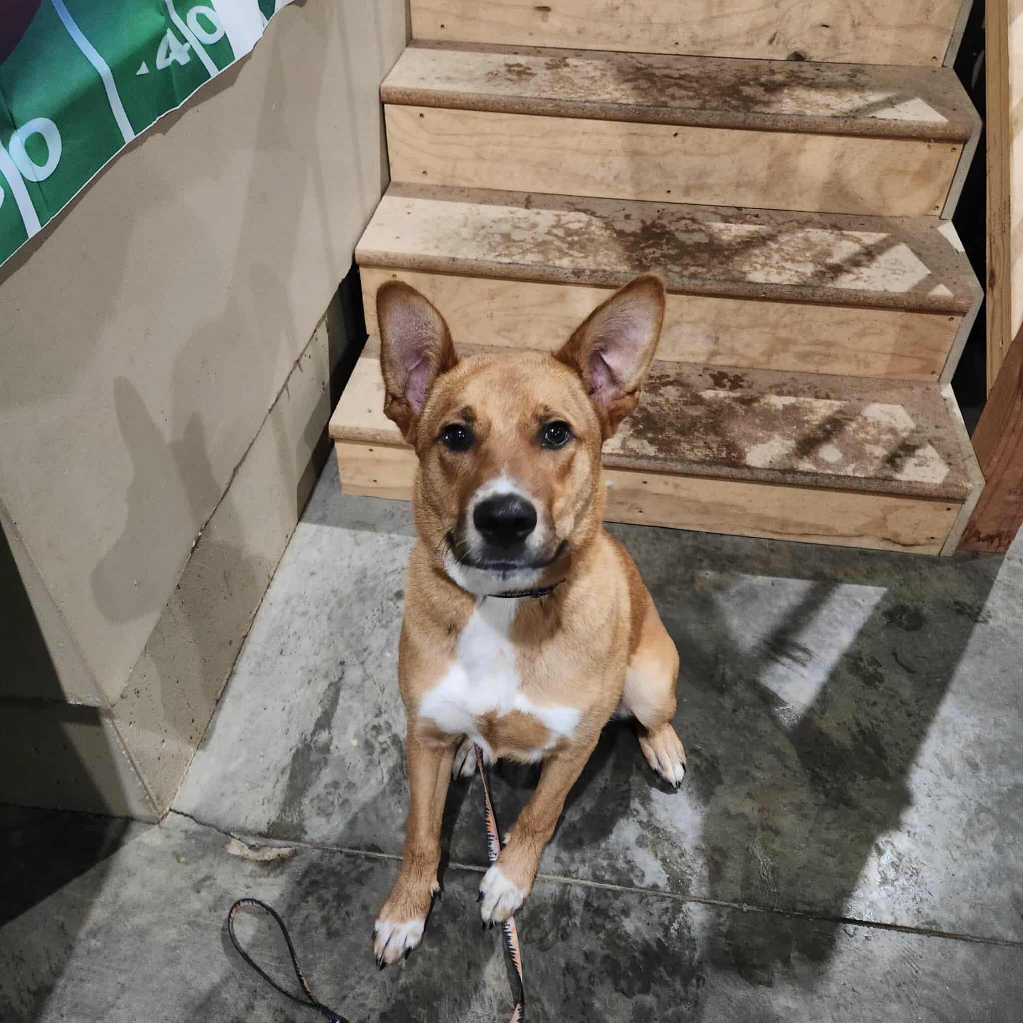 Dutch — thumbnail 4